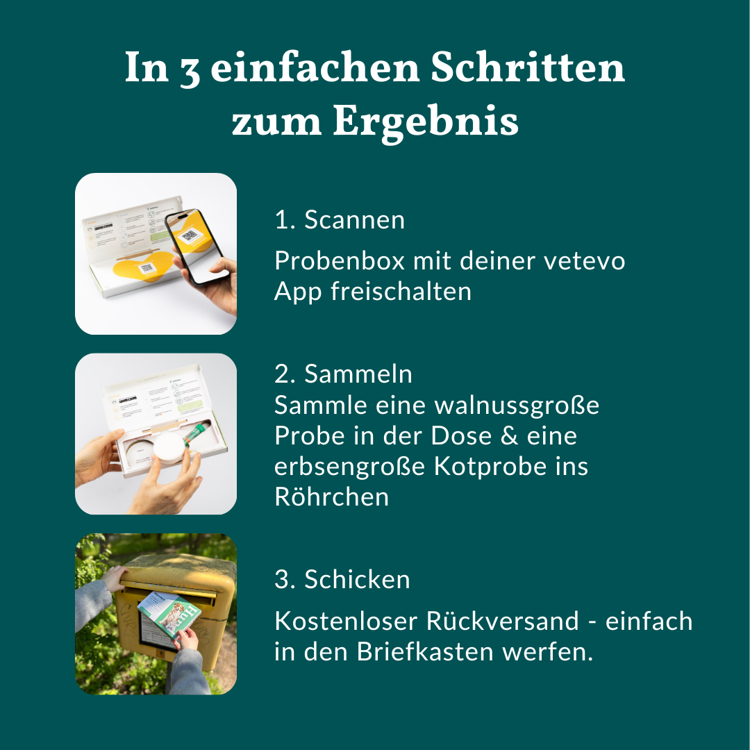 Vetevo Darmflora Test Basic für Hunde – Bakterienprofil, pH-Wert & Futterrückstände analysieren | Bei Durchfall, Hautproblemen, Maulgeruch & Allergien | Ergebnisse in 24h direkt aufs Handy