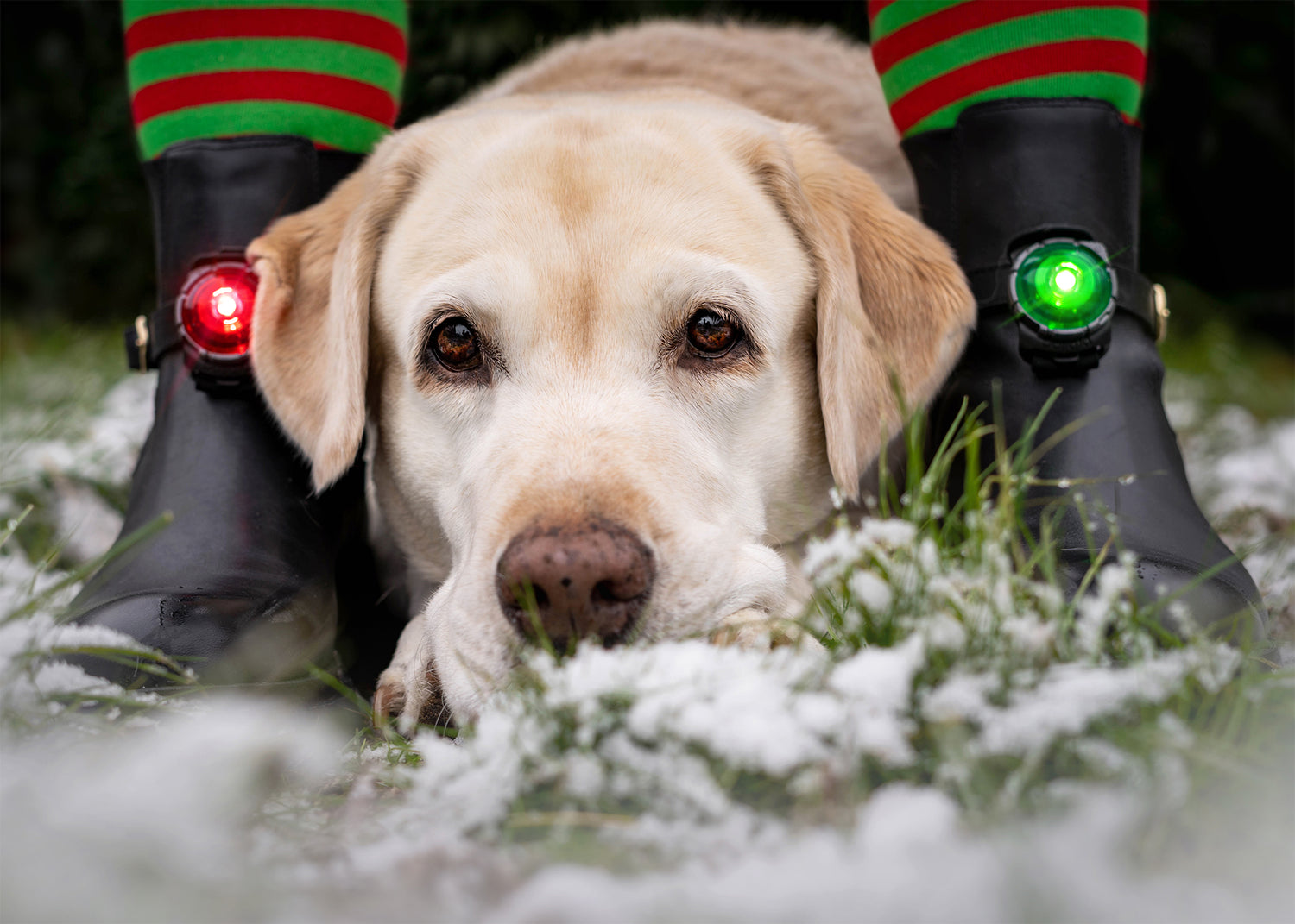 Orbiloc Dog Dual LED Hundelicht