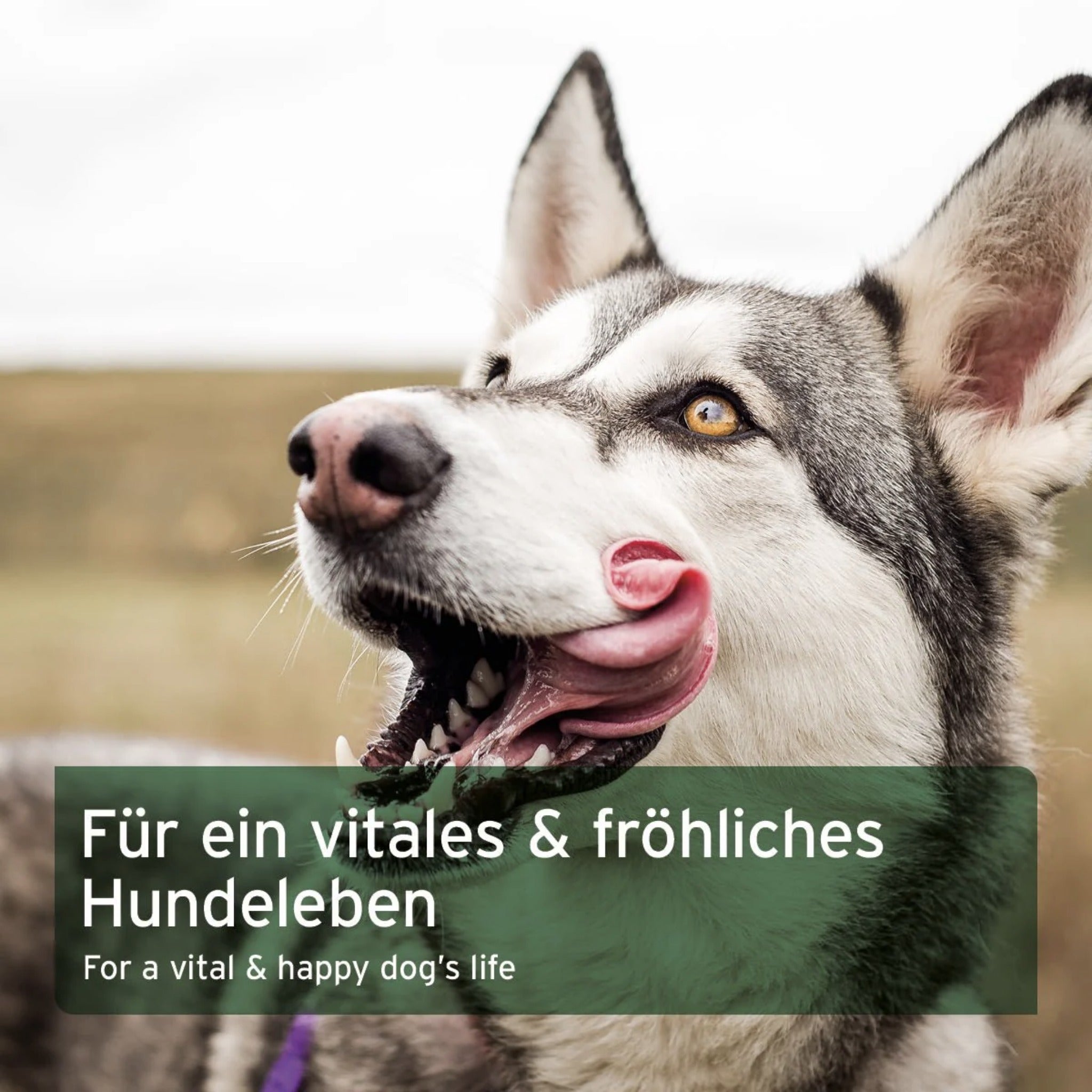 AniForte BARF Complete für Hunde - Woofshack