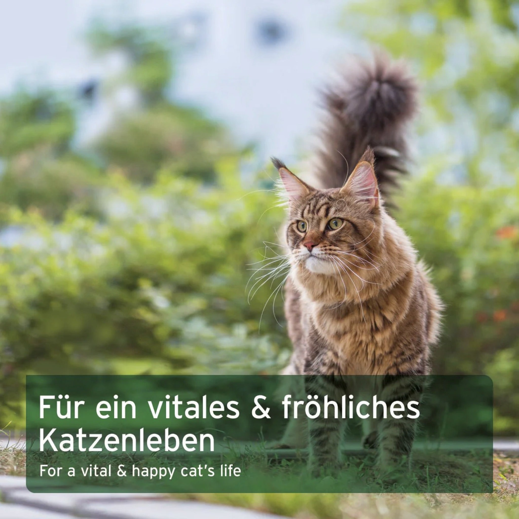 AniForte BARF Complete für Katzen - Woofshack