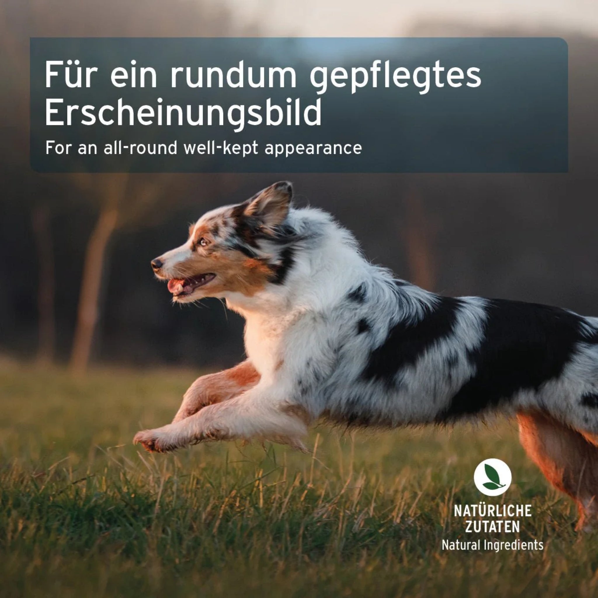 AniForte Fell & Haut Snack für Hunde – Natürliche Hautpflege