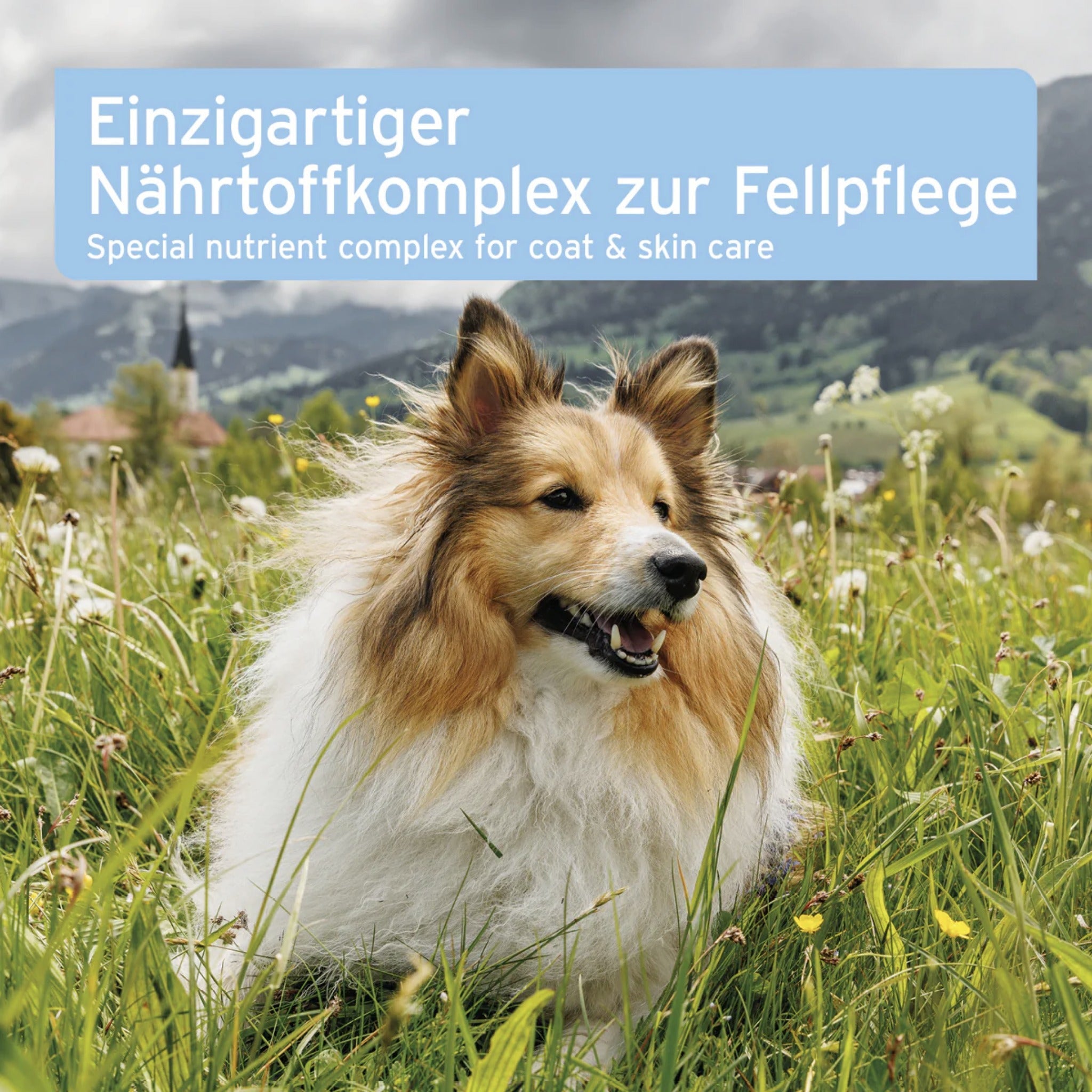 AniForte Fell & Haut Tabletten für Hunde - Woofshack