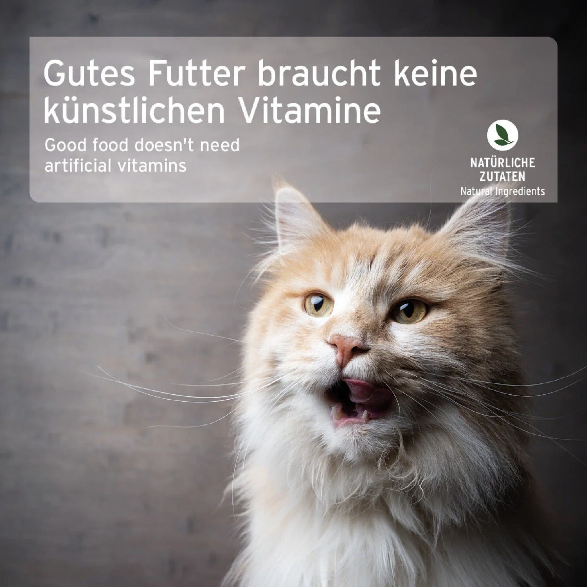 AniForte Fine Turkey Katzen Nassfutter - Woofshack