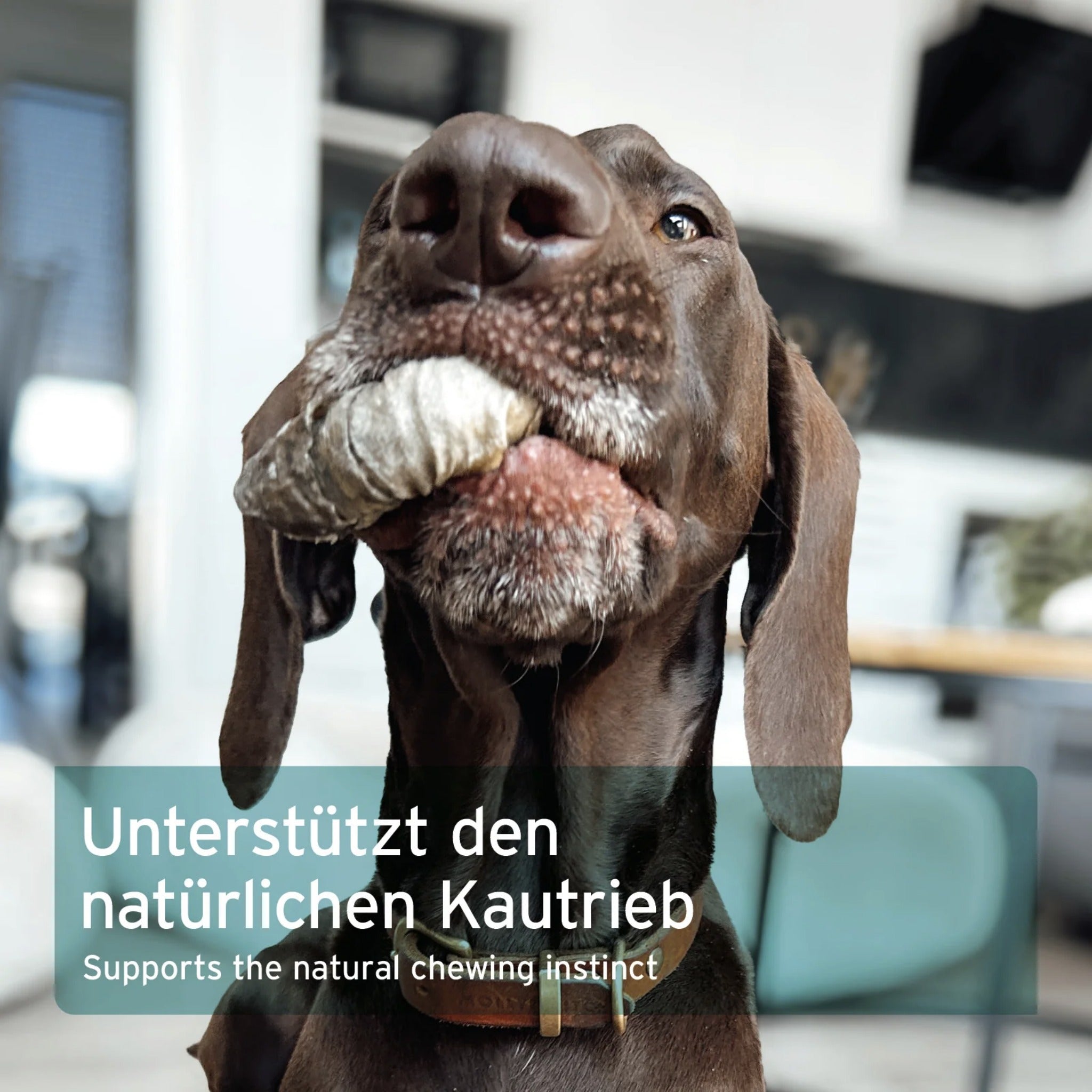 AniForte Fischhaut Donuts Hundesnack - Woofshack