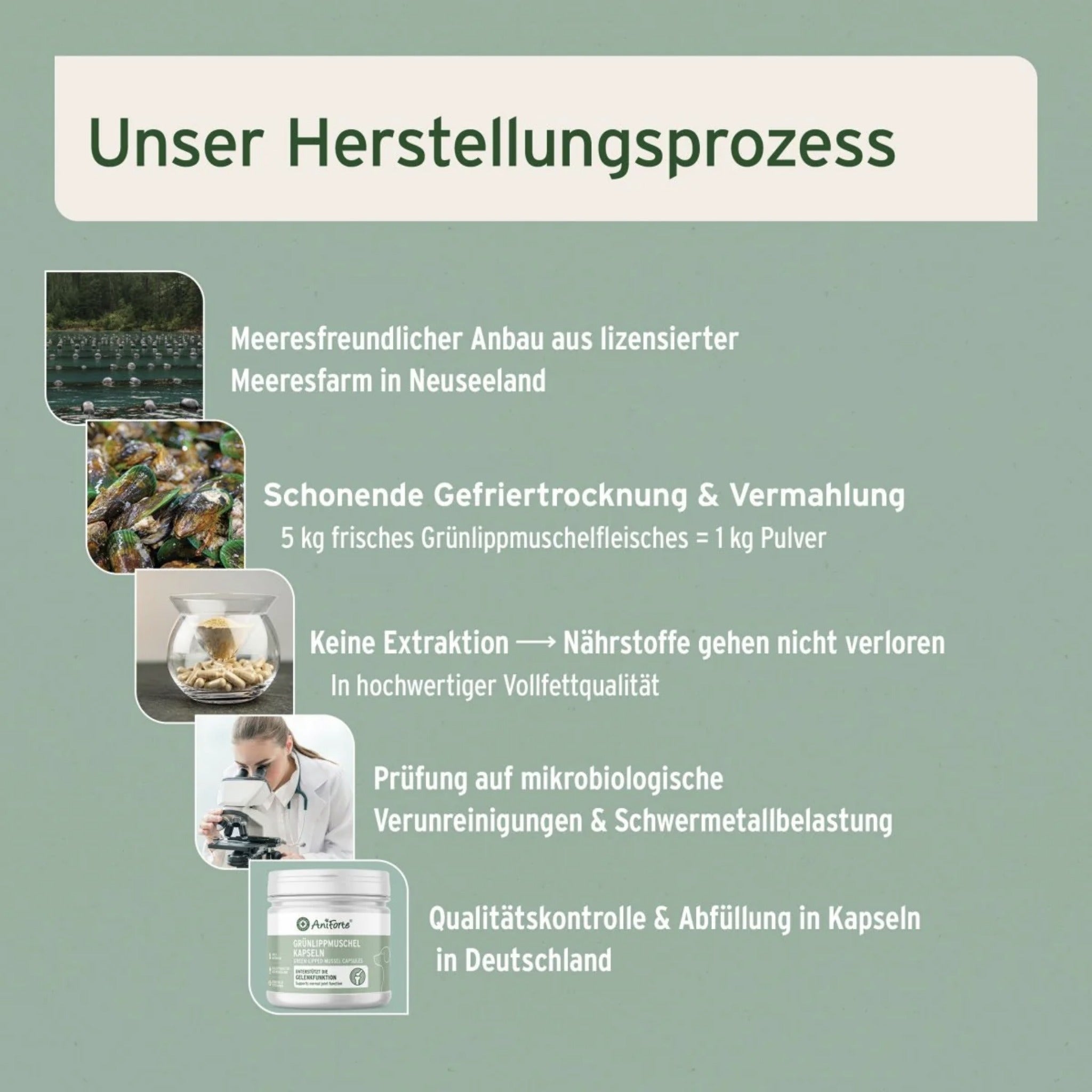 AniForte Grünlippmuschel Kapseln für Hunde – Natürliche Gelenkunterstützung mit Neuseeländischer Perna Canaliculus für Bewegungsfreude & Mobilität