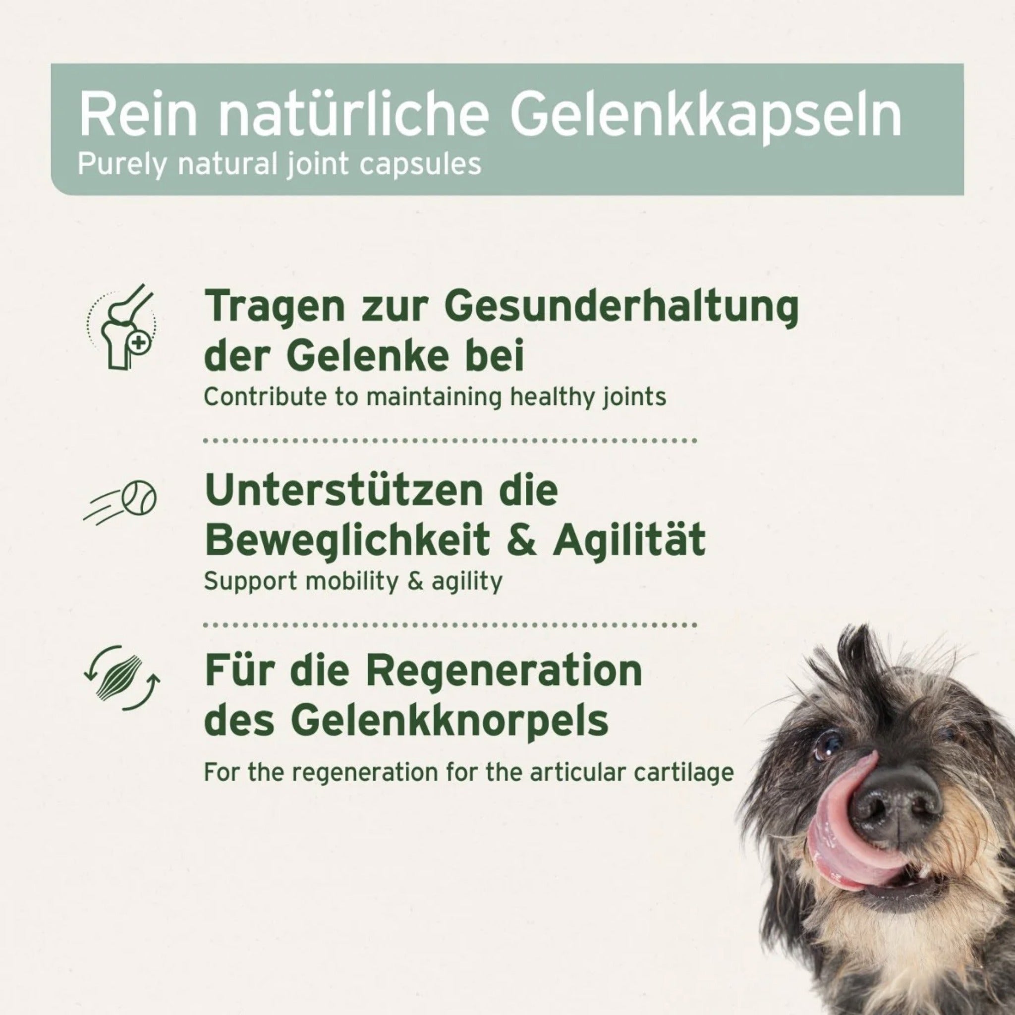 AniForte Grünlippmuschel Kapseln für Hunde – Natürliche Gelenkunterstützung mit Neuseeländischer Perna Canaliculus für Bewegungsfreude & Mobilität