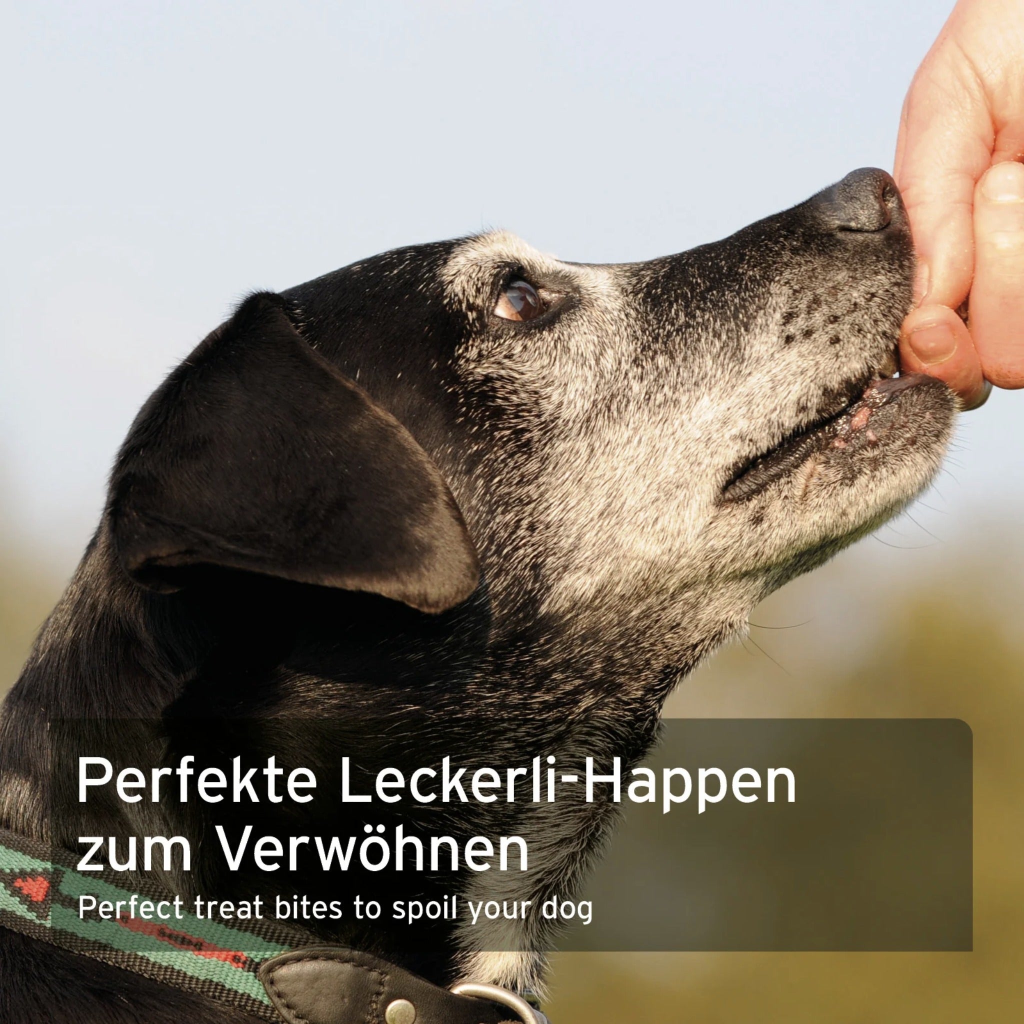 AniForte Insekten Hundesnacks - Woofshack