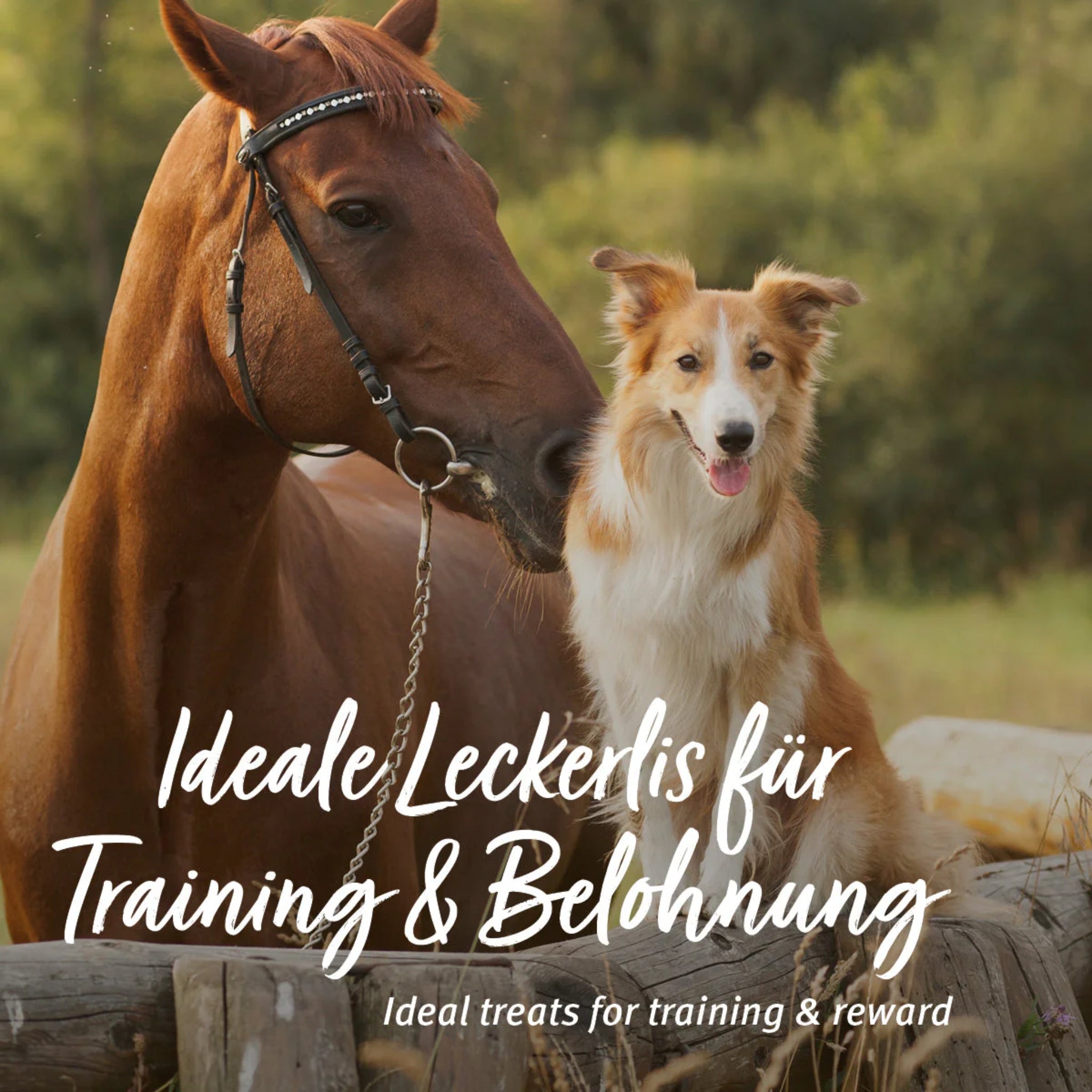 AniForte Kokos - Sticks für Hunde & Pferde - Woofshack