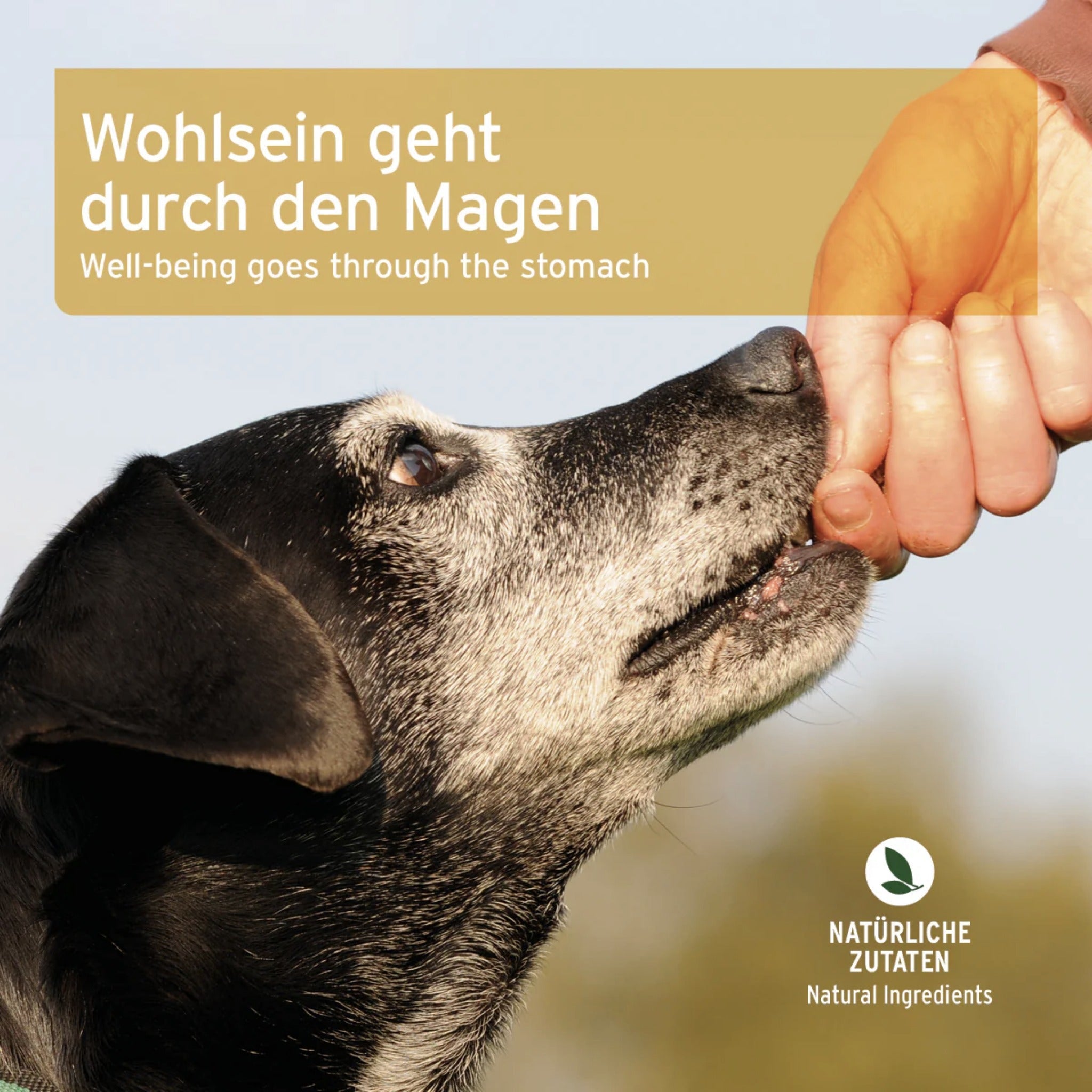 AniForte Magen & Darm Snack für Hunde - Woofshack
