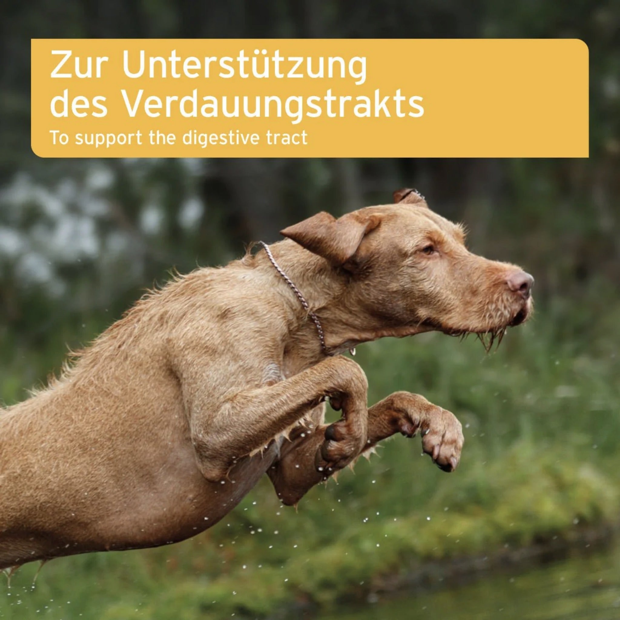 AniForte Magen & Darm Tabletten für Hunde - Woofshack