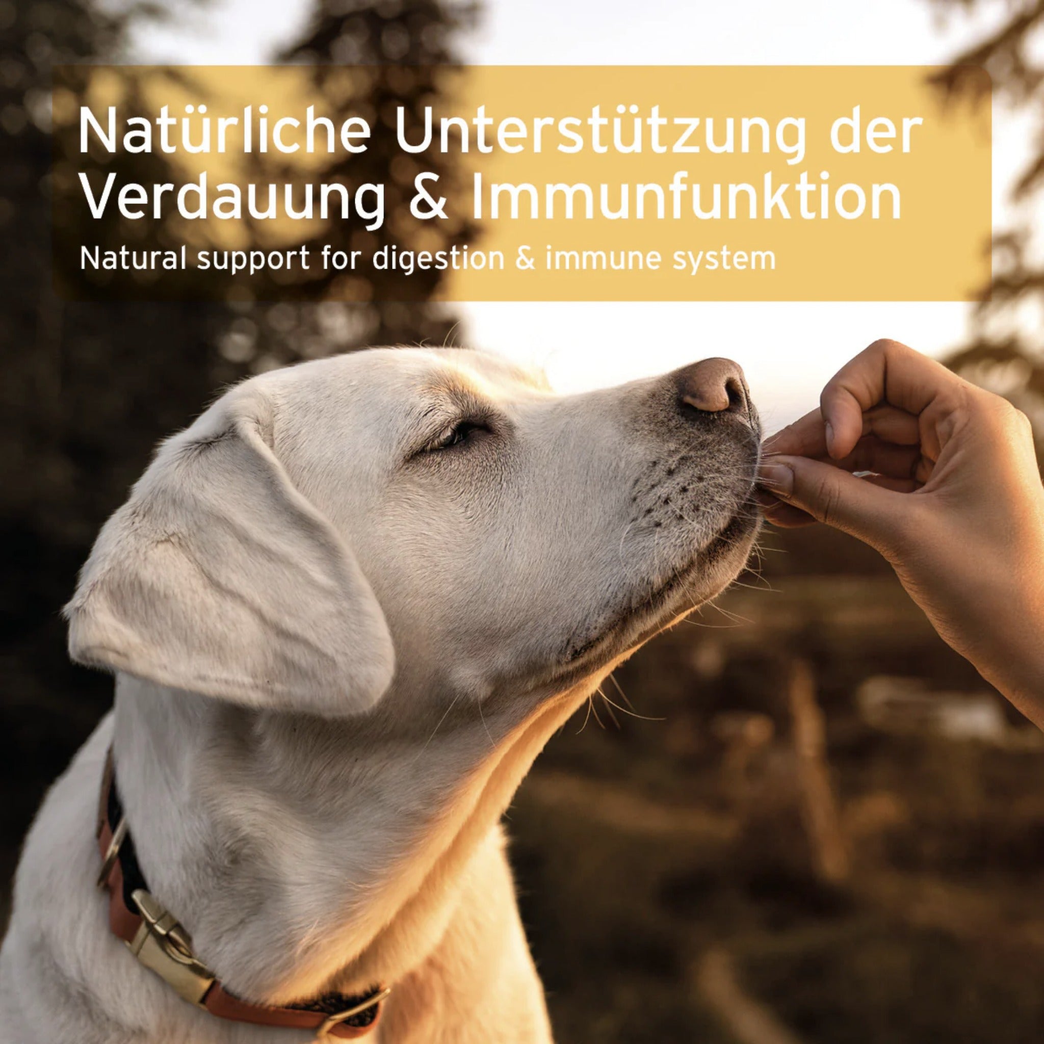 AniForte Prebiotic TopinPur VET für Hunde - Woofshack