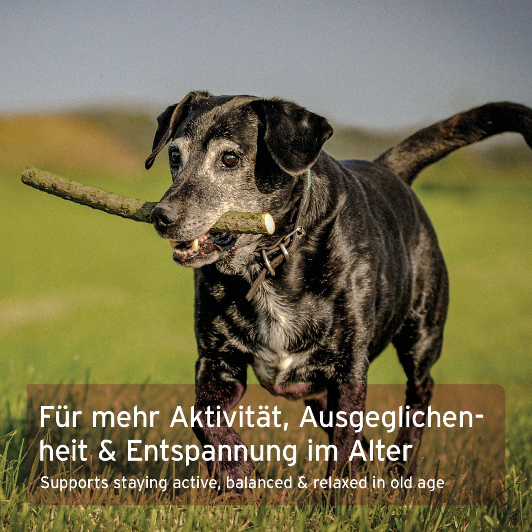 AniForte Senior Active für Hunde - Woofshack