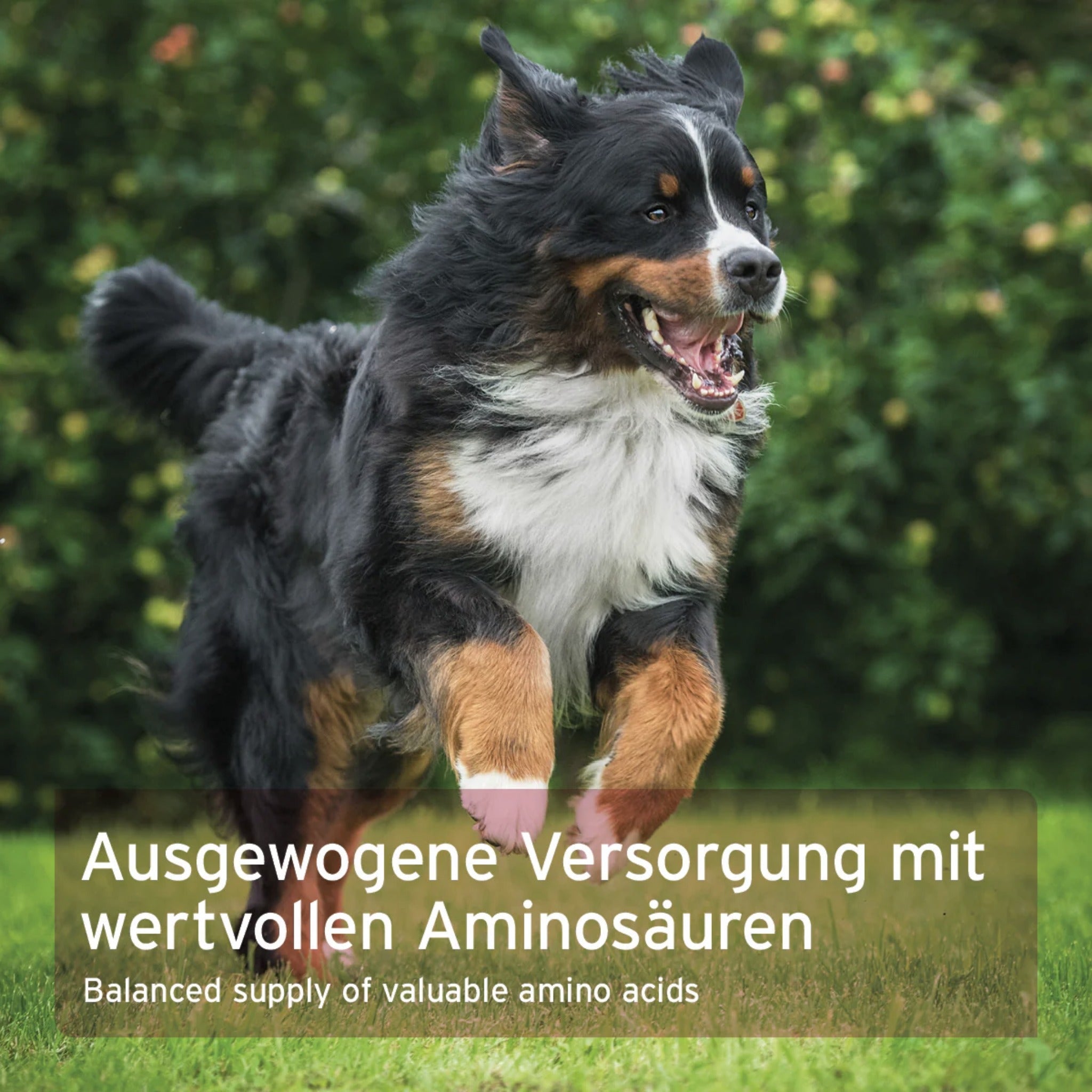 AniForte Taurin Pulver für Hunde - Woofshack