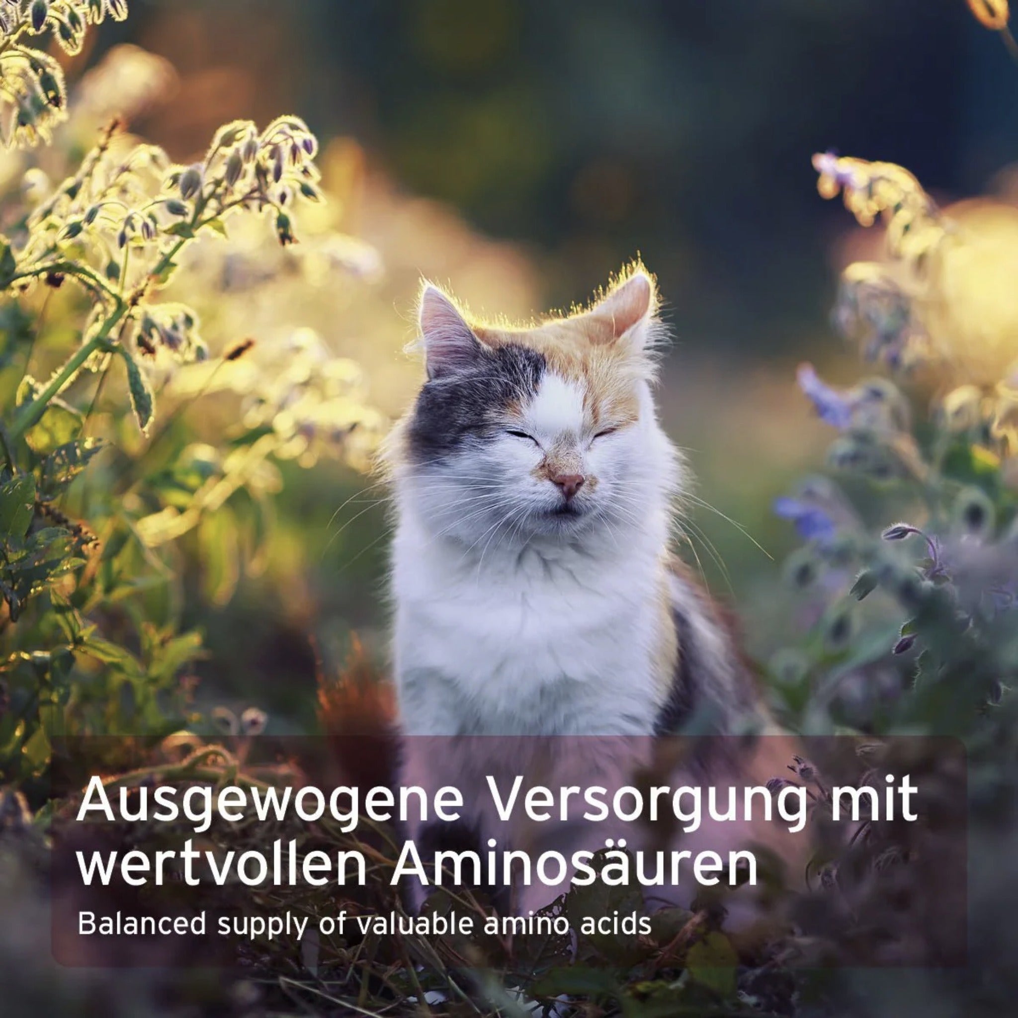 AniForte Taurin Pulver für Katzen - Woofshack