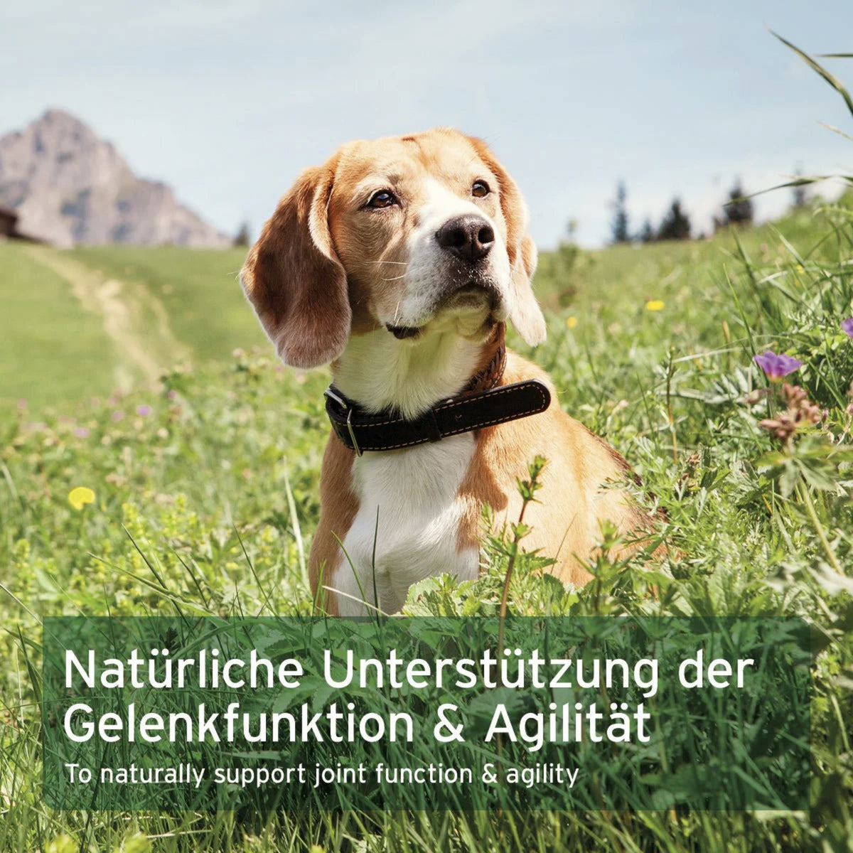 AniForte Teufelskralle Kapseln für Hunde – Natürliche Unterstützung für bewegliche Gelenke & geschmeidige Muskeln
