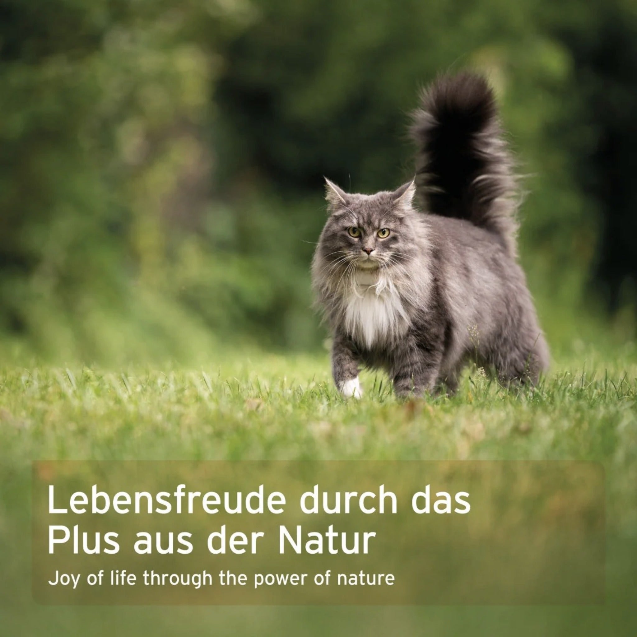 AniForte WermiX Pulver für Katzen - Woofshack