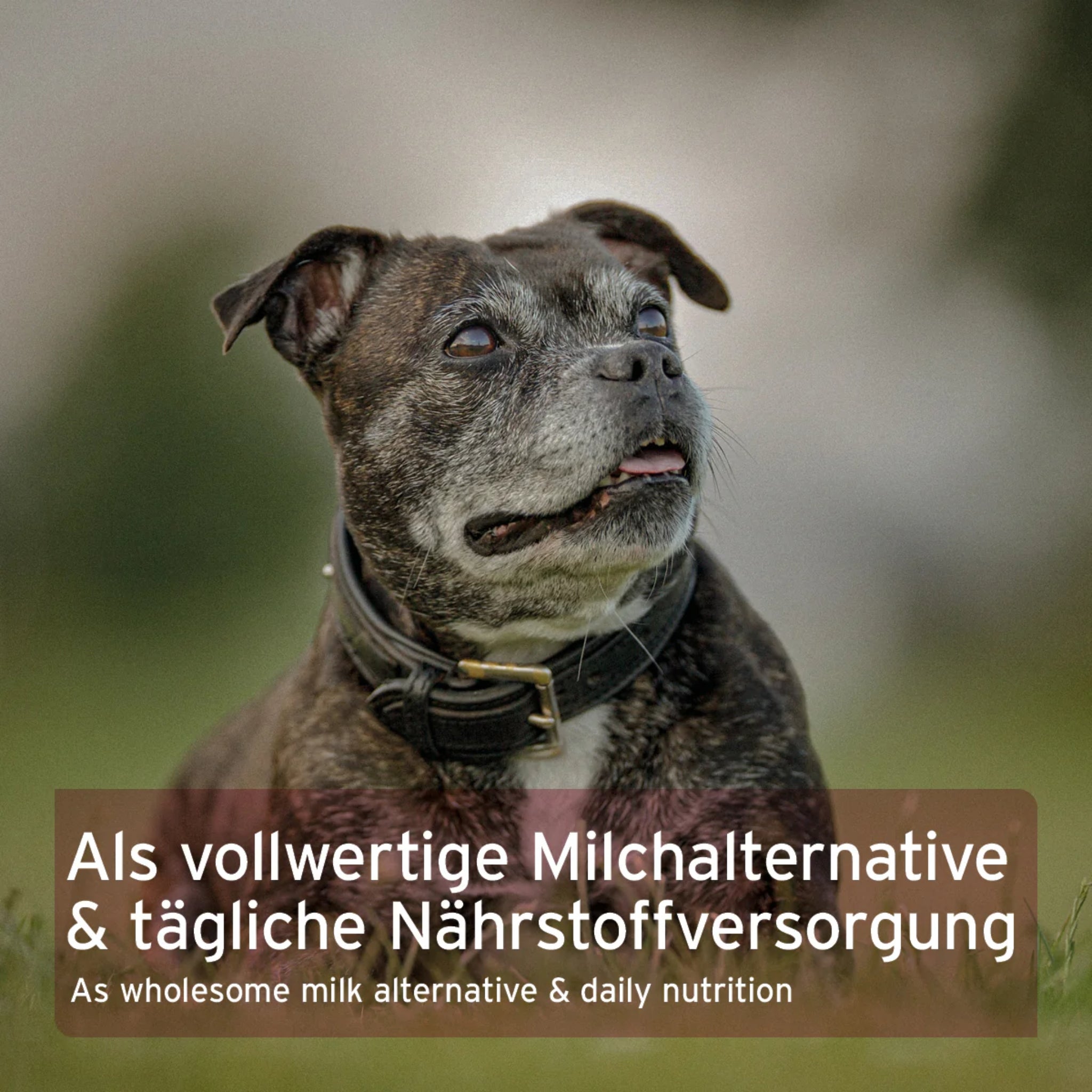 AniForte Ziegenmilch Pulver für Hunde & Katzen - Natürliche Aufzucht & Verdauung - Woofshack