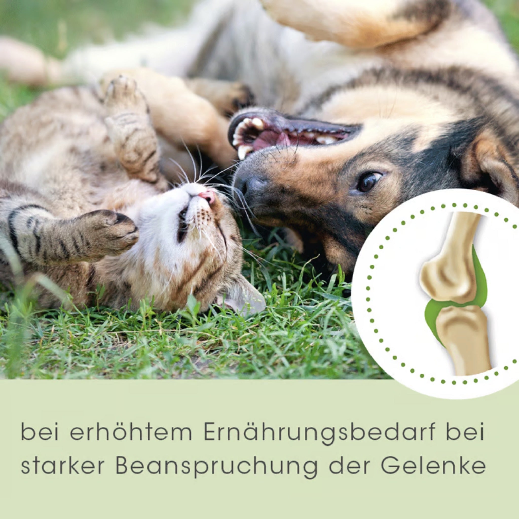 cdVet ArthroGreen Classic für Hunde - Woofshack