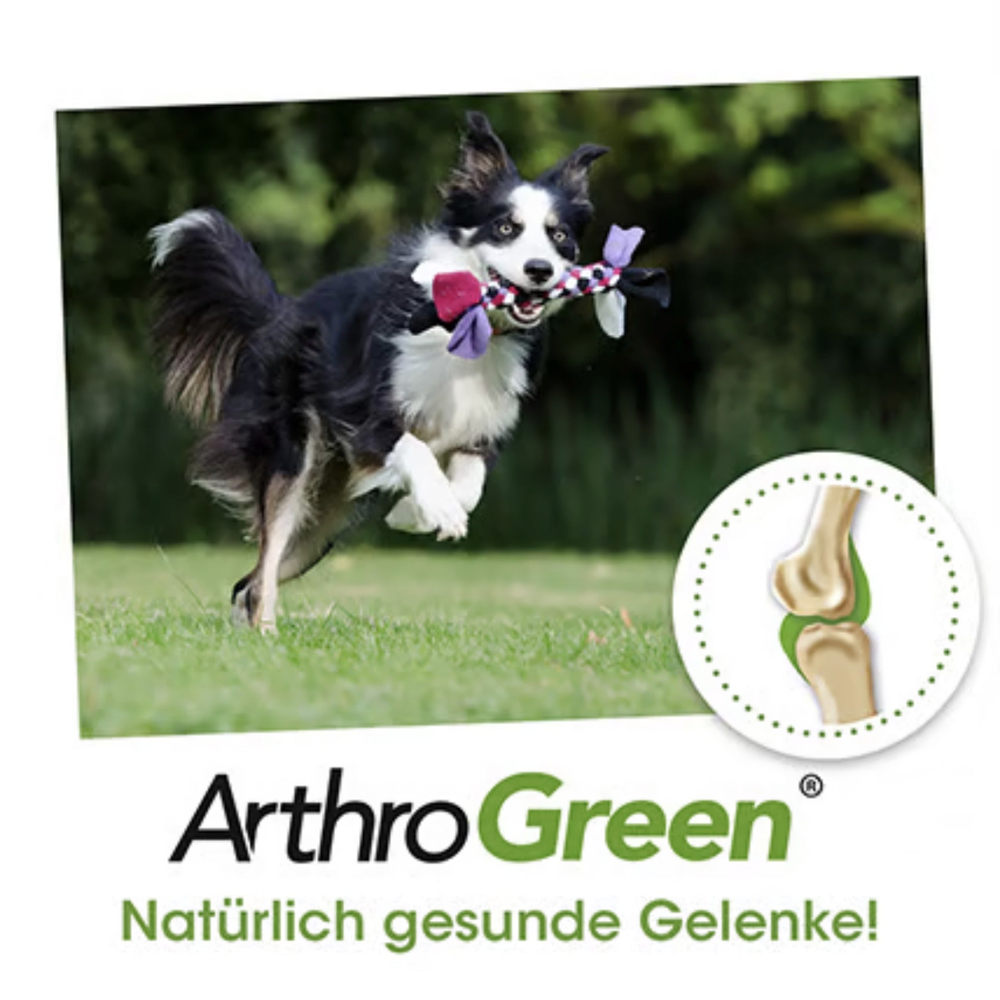 cdVet ArthroGreen Gelenkfit - Woofshack