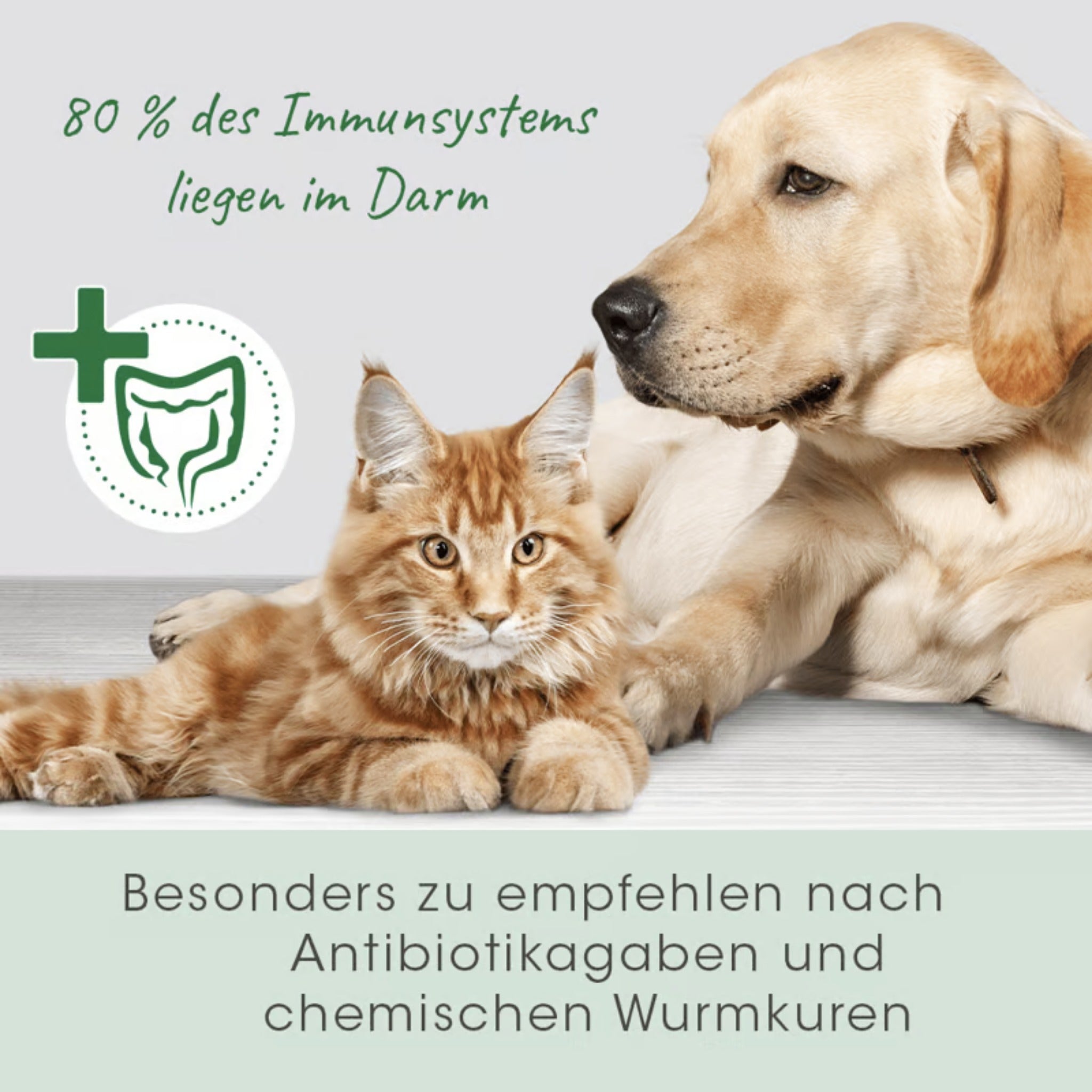 cdVet DarmAktiv plus für Hunde - Woofshack