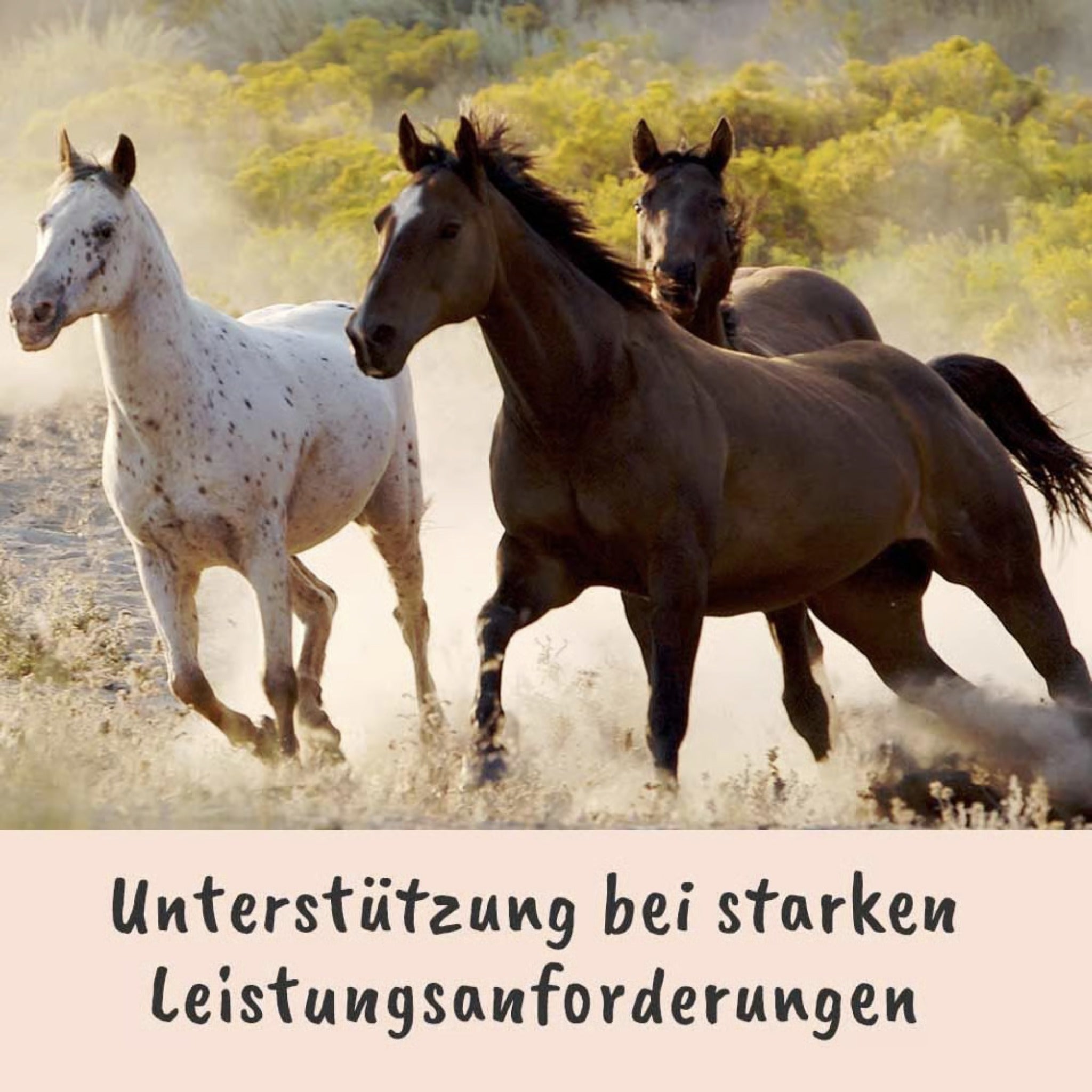 cdVet Singulares Ägyptisches Bio - Schwarzkümmelöl - Woofshack