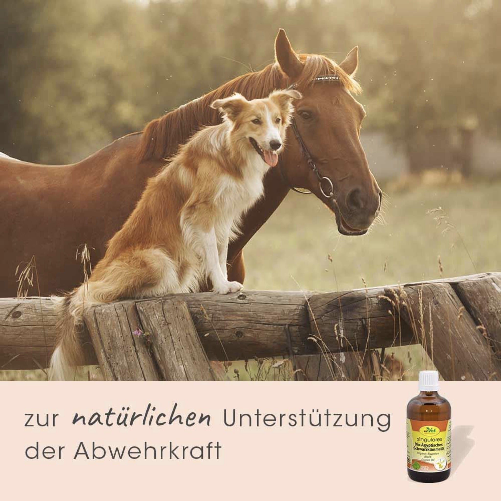 cdVet Singulares Ägyptisches Bio - Schwarzkümmelöl - Woofshack