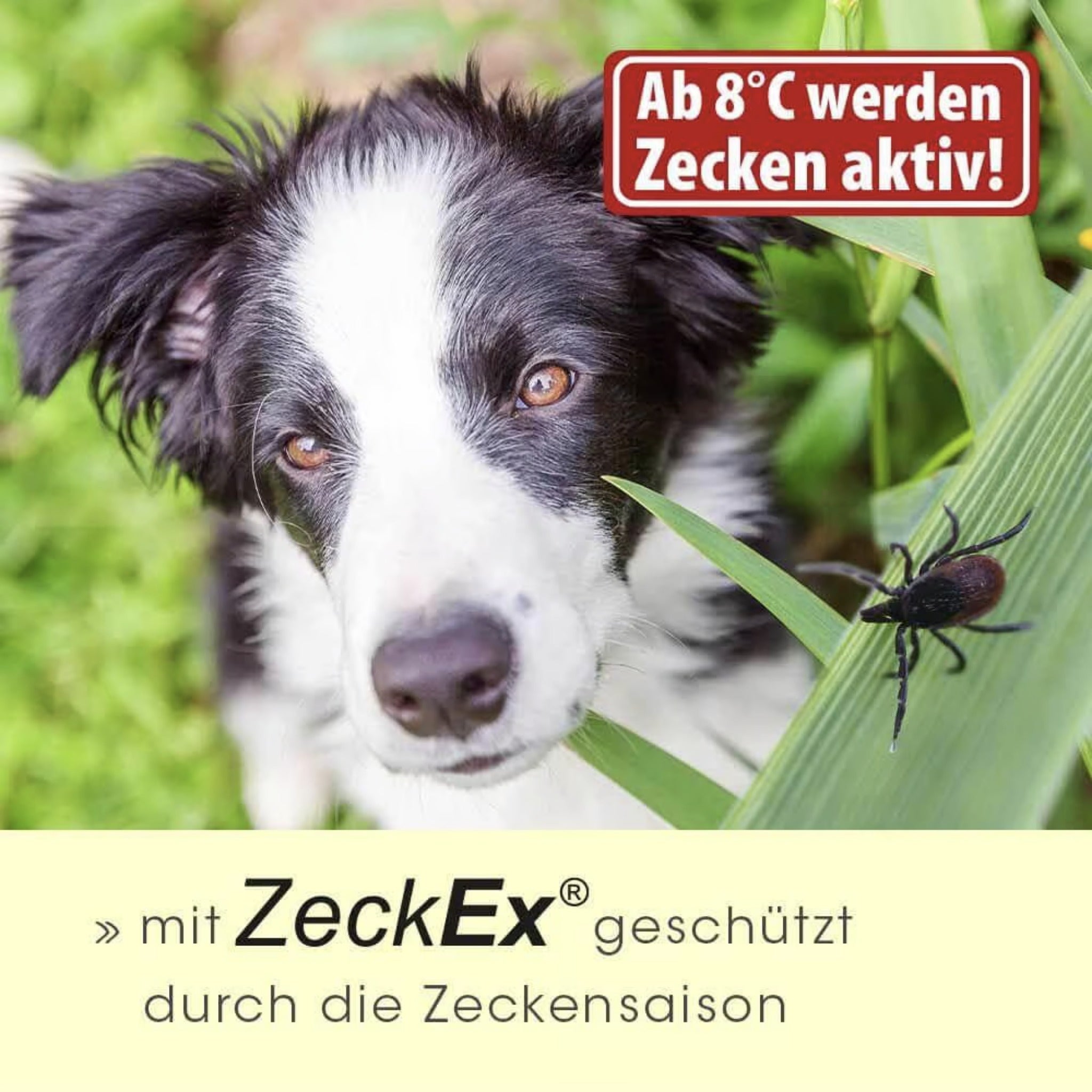 cdVet ZeckEx Spray für Hunde - Woofshack