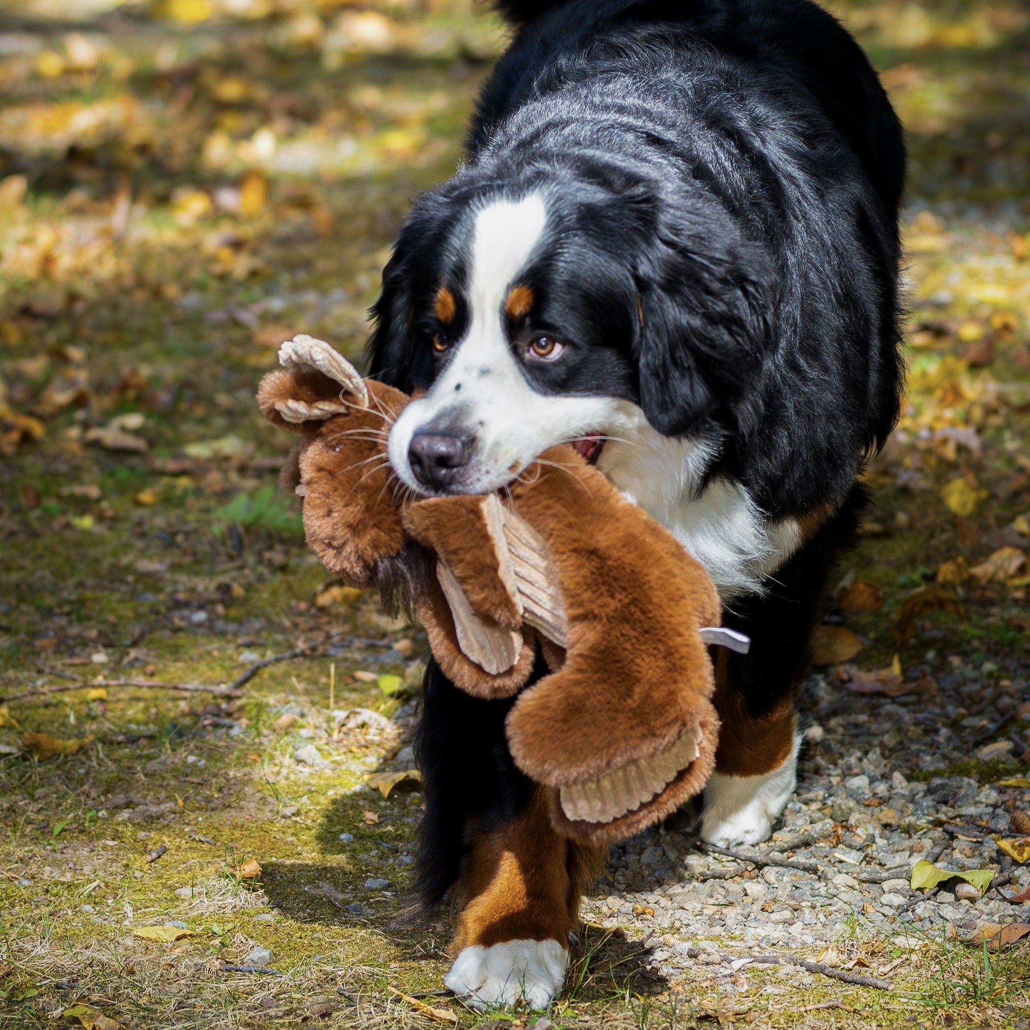 Hugglehounds X - Brace Maple Moose, Hundespielzeug - Woofshack