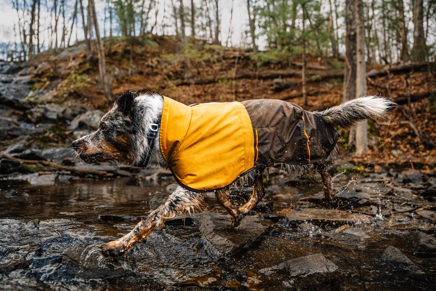 Hundemäntel für Regen, Winter und Outdoor-Aktivitäten mit Hund