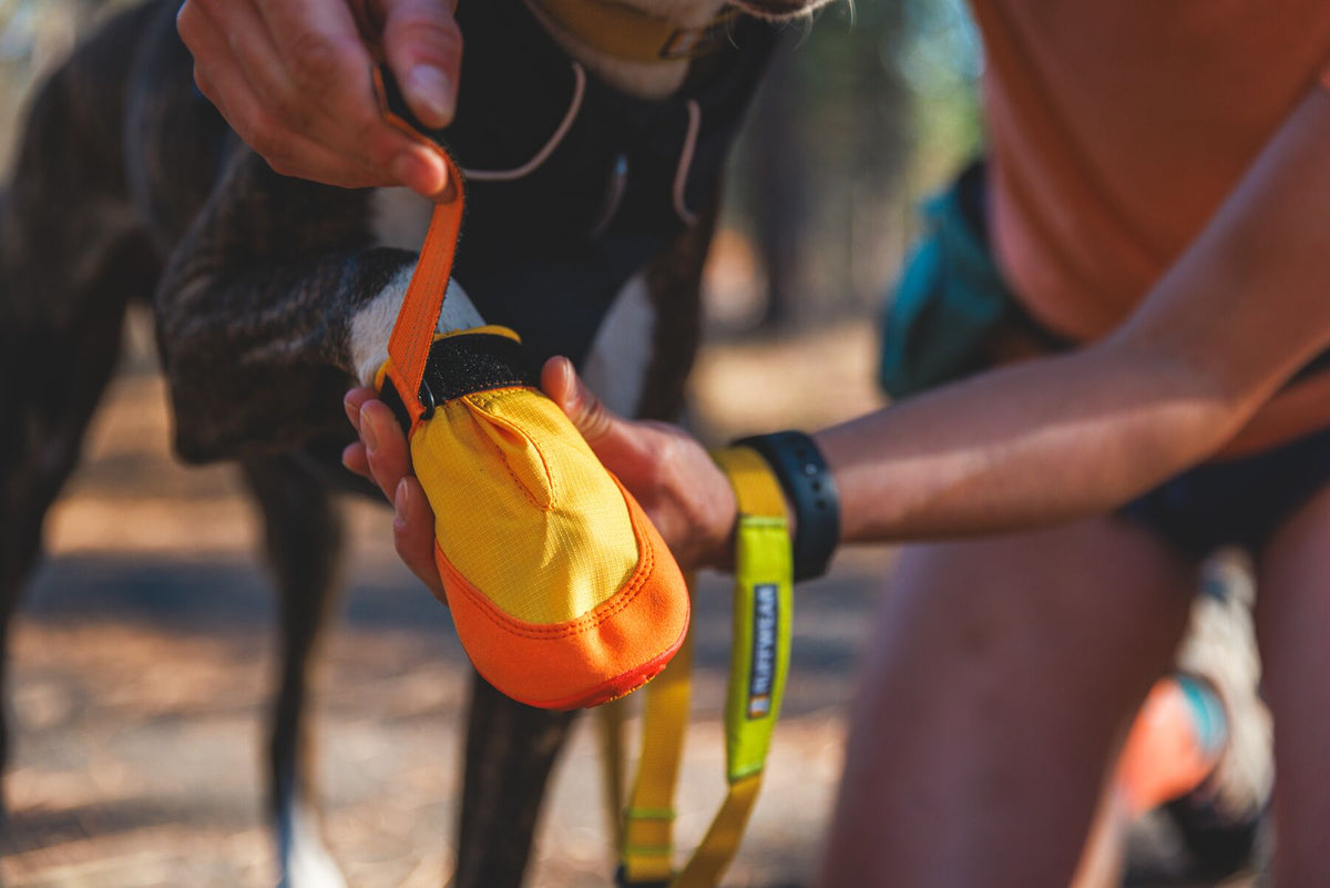 Hundeschuhe für Wandern, Winter und Pfotenschutz beim Hund