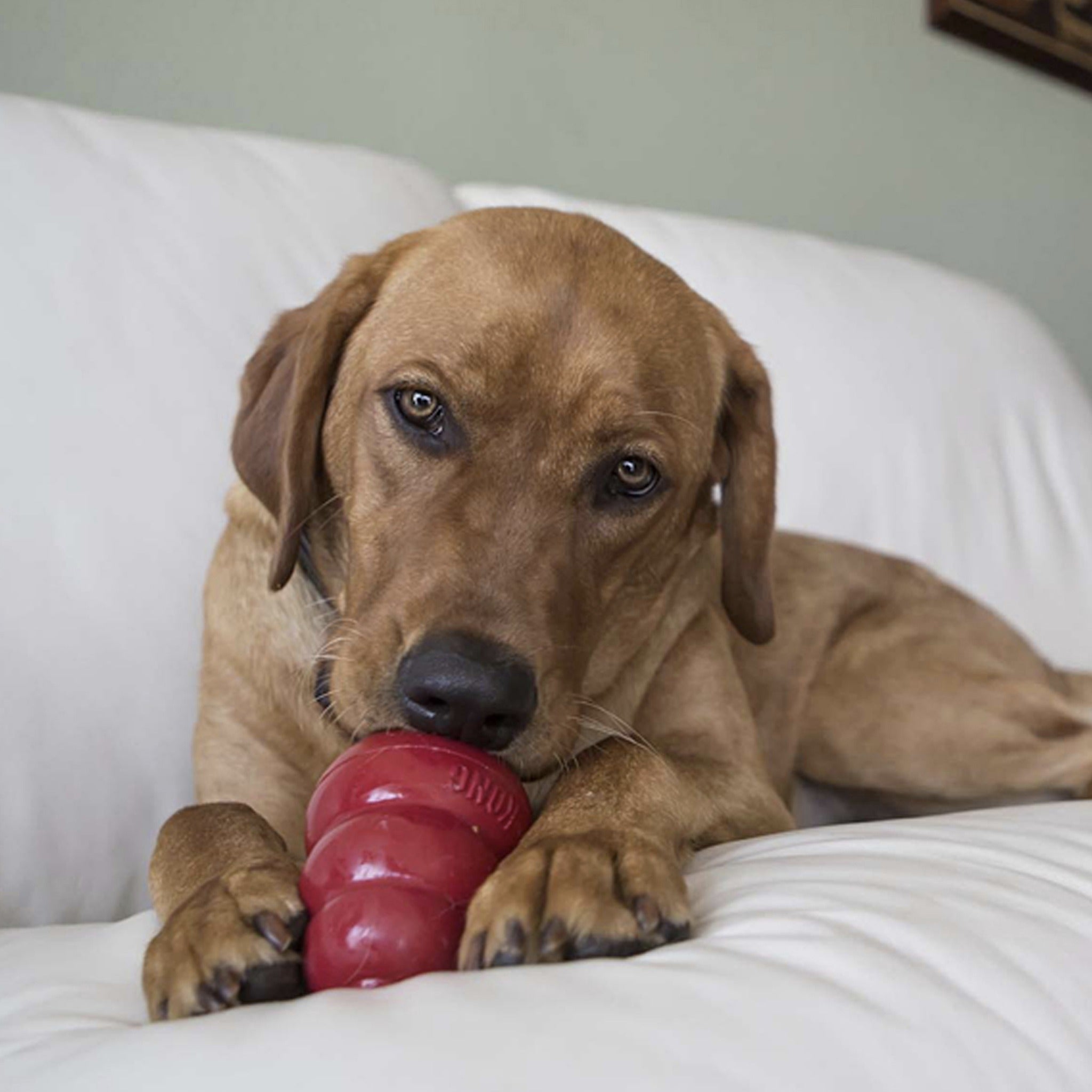 Kong Leber Hundesnack - Woofshack