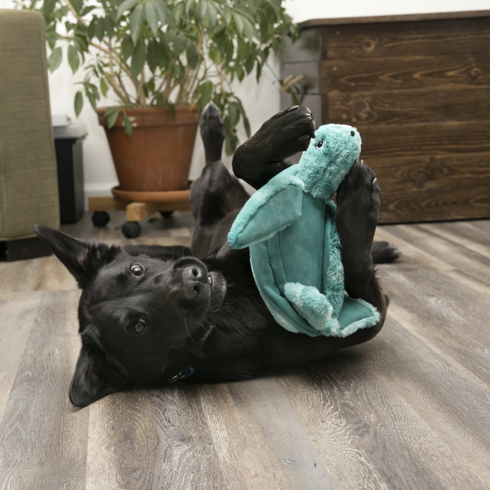 Kong SoftSeas Turtle, Hundespielzeug - Woofshack