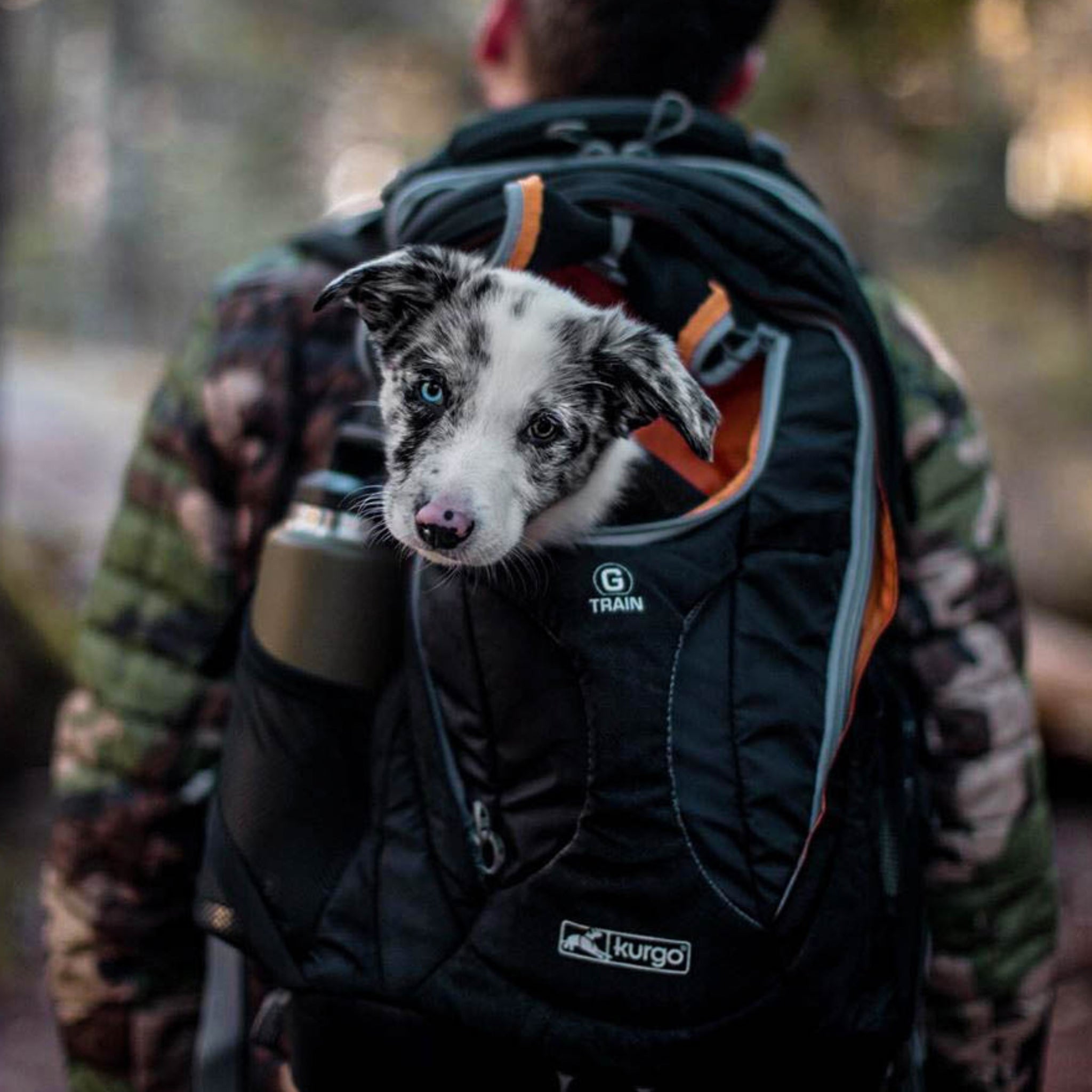 Kurgo G - Train Hunderucksack – Premium Transportrucksack mit Sicherheitsgurt - Befestigung für komfortables Reisen mit kleinen & mittelgroßen Hunden - Woofshack