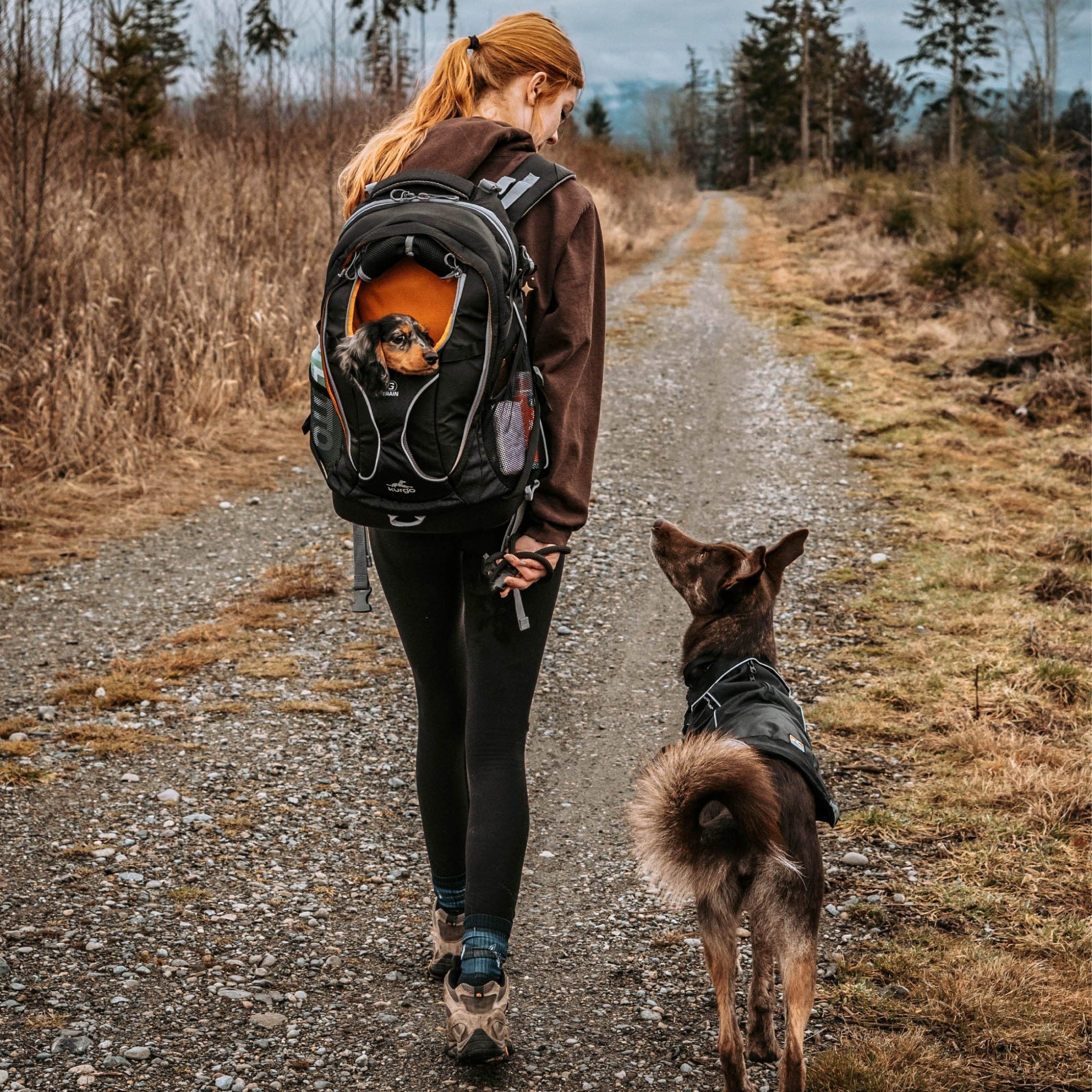 Kurgo G - Train Hunderucksack – Premium Transportrucksack mit Sicherheitsgurt - Befestigung für komfortables Reisen mit kleinen & mittelgroßen Hunden - Woofshack