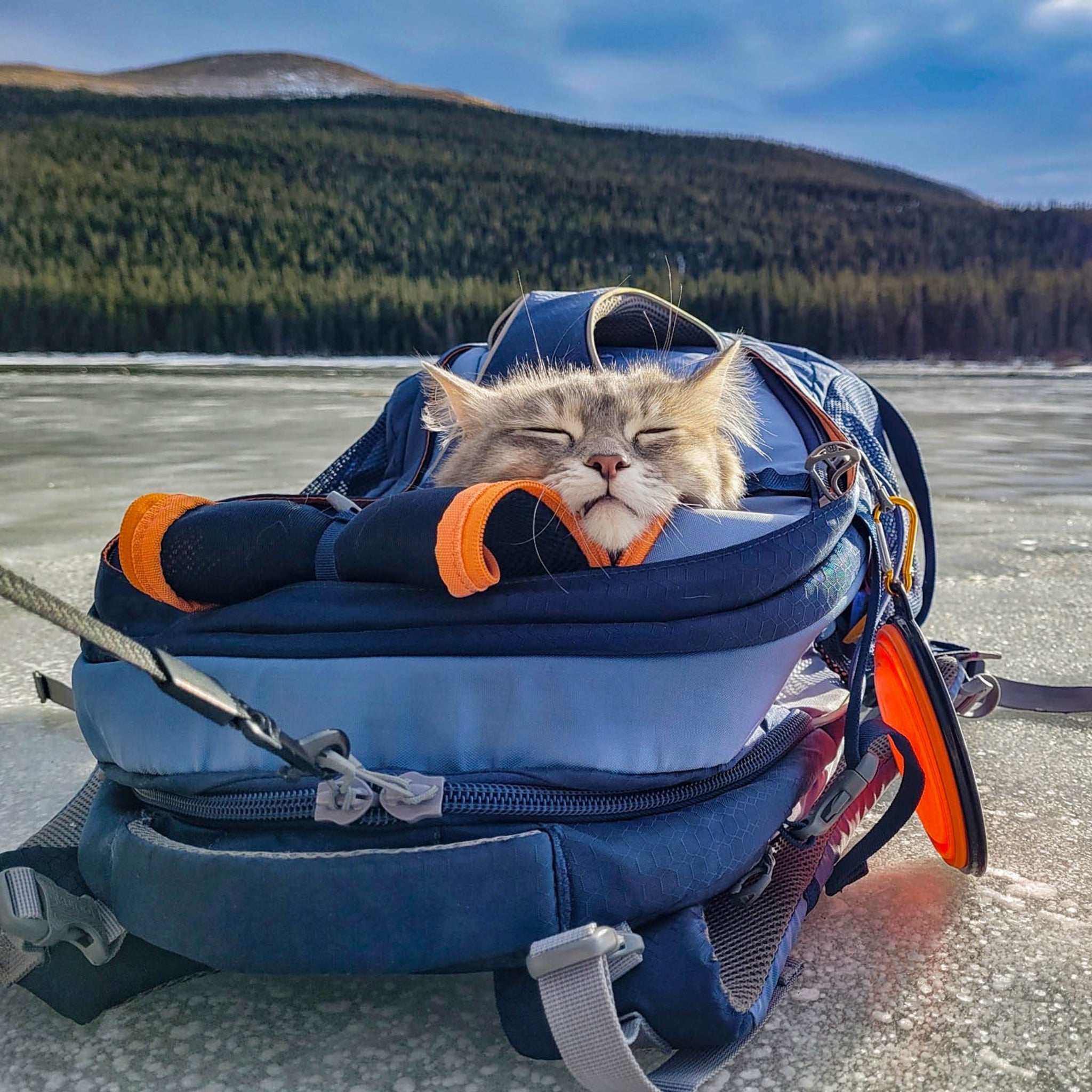 Kurgo G - Train Hunderucksack – Premium Transportrucksack mit Sicherheitsgurt - Befestigung für komfortables Reisen mit kleinen & mittelgroßen Hunden - Woofshack