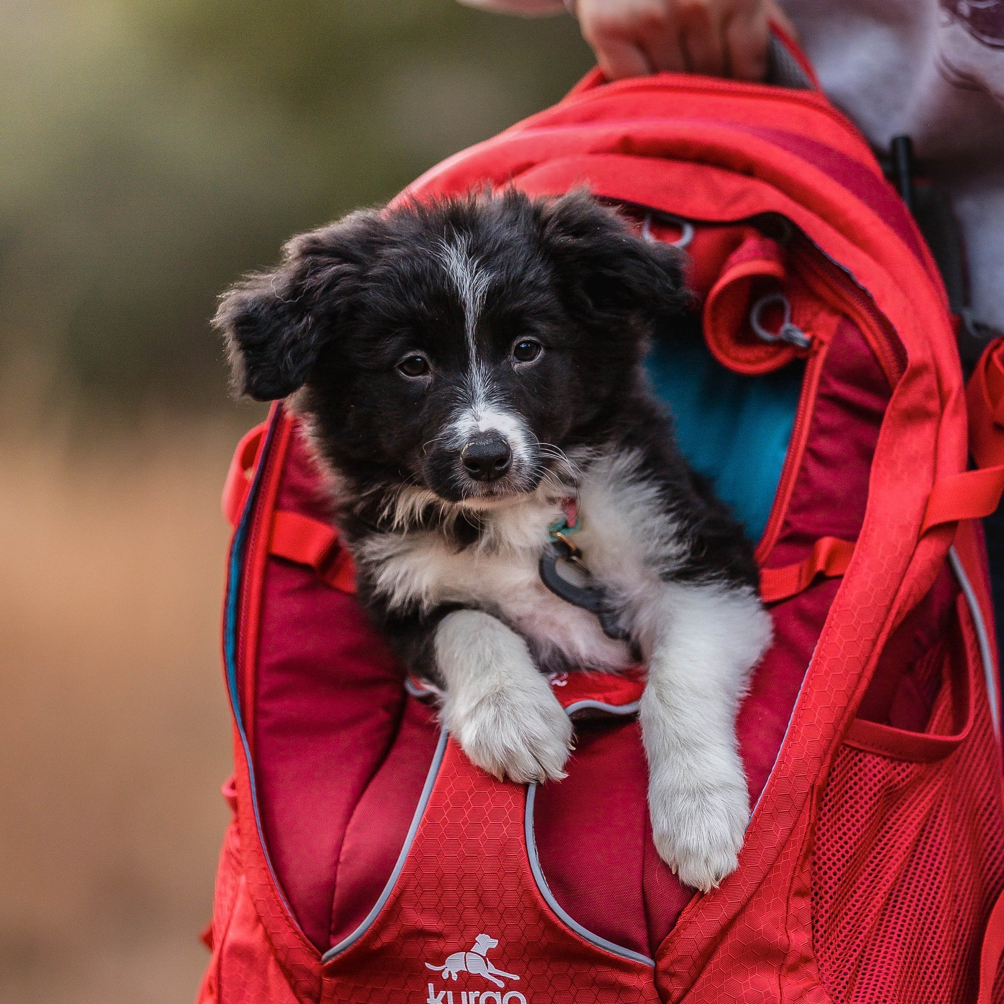 Kurgo G - Train Hunderucksack – Premium Transportrucksack mit Sicherheitsgurt - Befestigung für komfortables Reisen mit kleinen & mittelgroßen Hunden - Woofshack