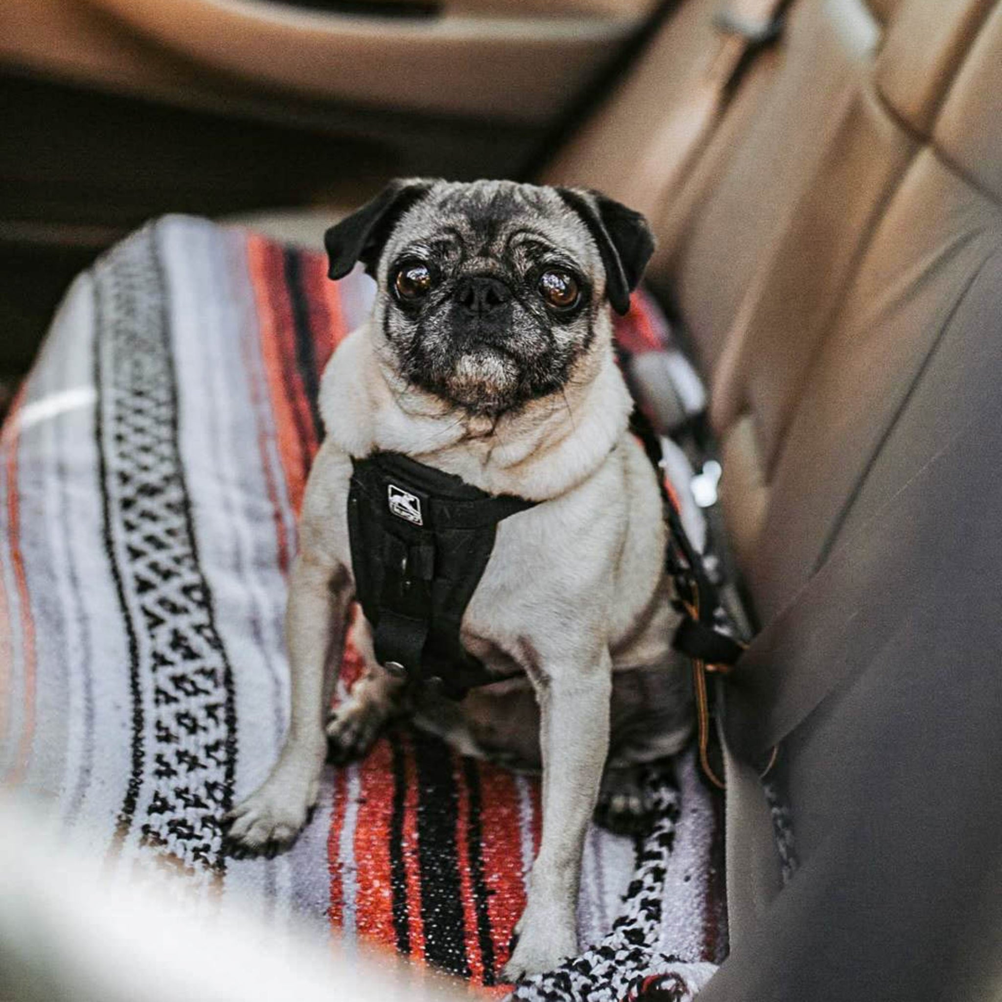 Kurgo Tru - Fit Hundegeschirr – Sicheres Auto - Sicherheitsgeschirr mit Crashtest - Zertifizierung - Woofshack