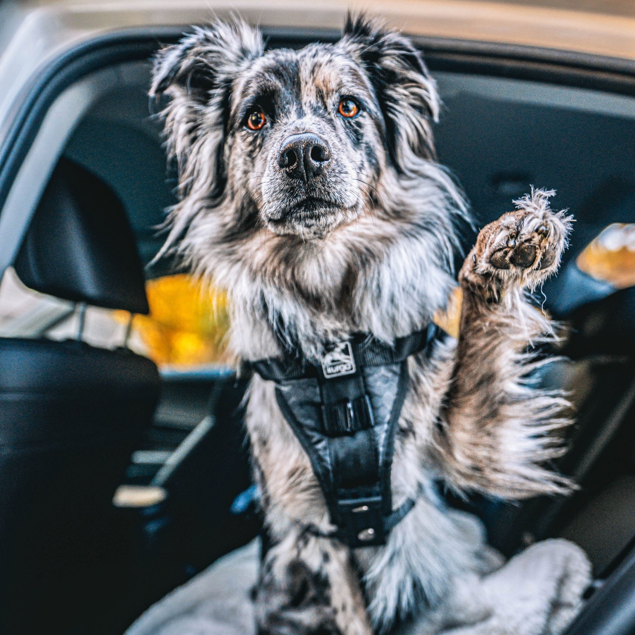 Kurgo Tru - Fit Hundegeschirr – Sicheres Auto - Sicherheitsgeschirr mit Crashtest - Zertifizierung - Woofshack