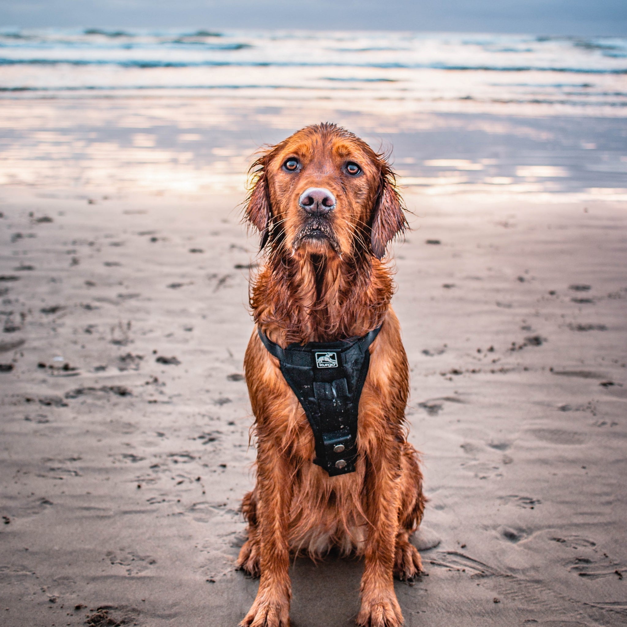 Kurgo Tru - Fit Hundegeschirr – Sicheres Auto - Sicherheitsgeschirr mit Crashtest - Zertifizierung - Woofshack