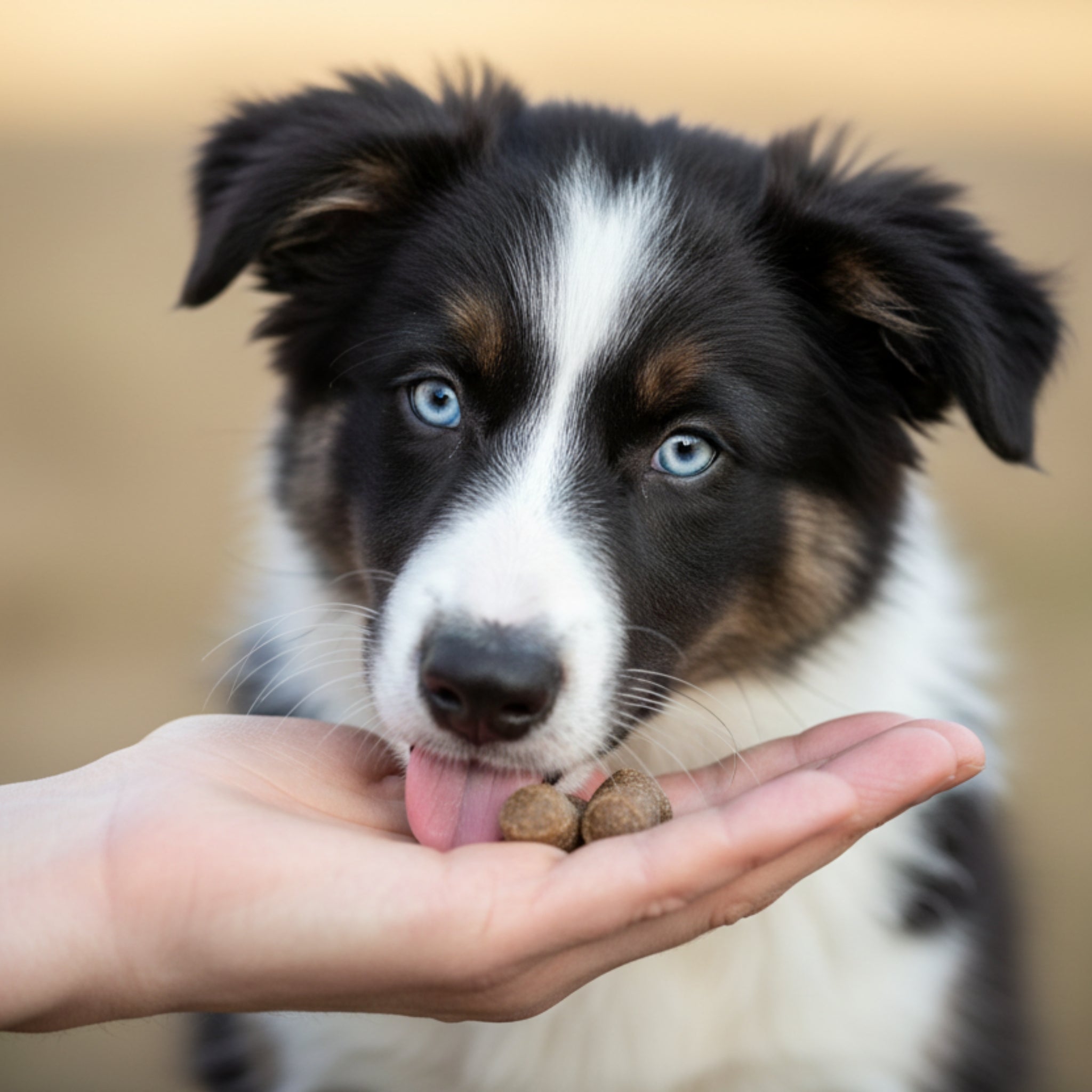 Maelson Treatees Soft Hundesnacks mit Ziege – Getreidefreie Premium - Belohnung für sensible Hunde - Woofshack