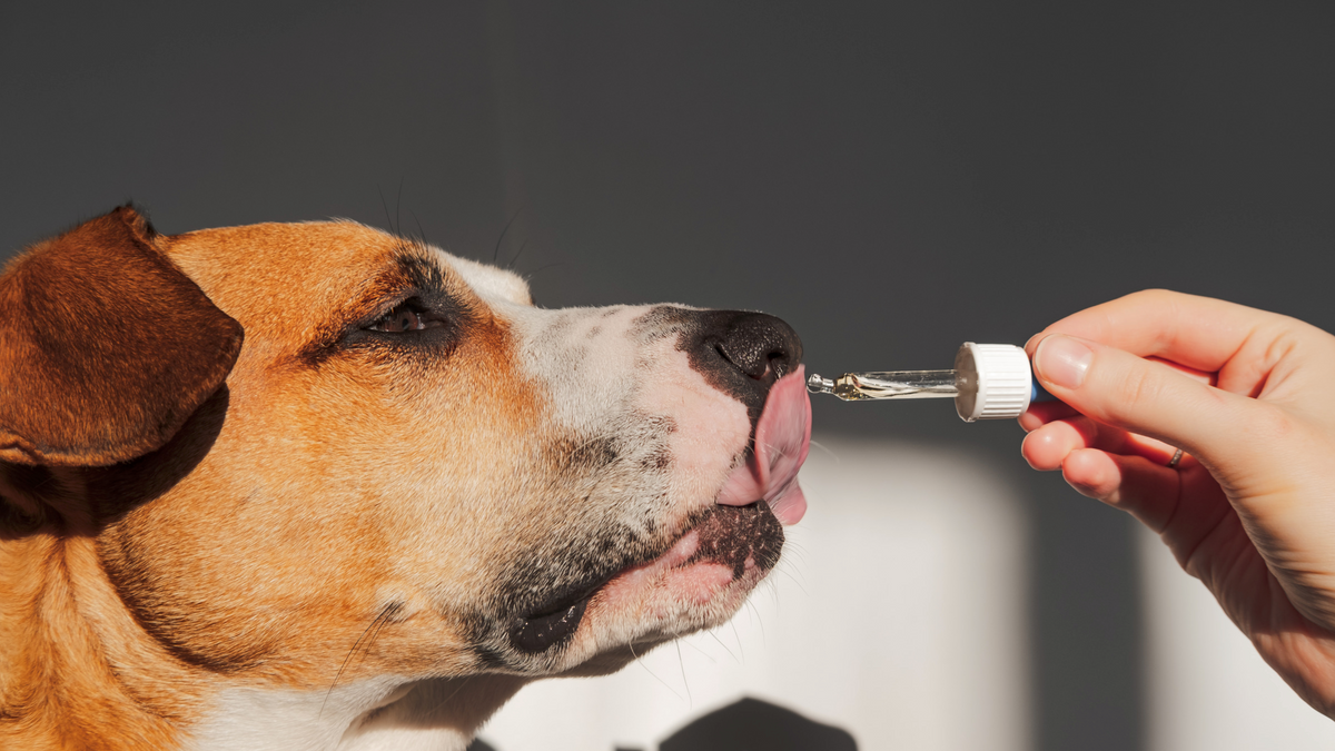 Nahrungsergänzung für Haut & Fell bei Hund und Katze