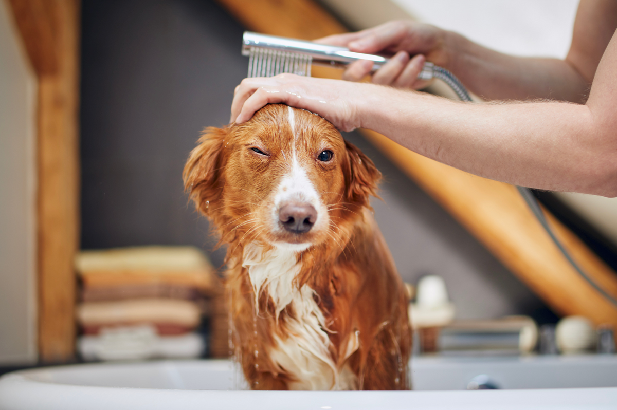 Hund bei der Fellpflege und Reinigung in der Badewanne