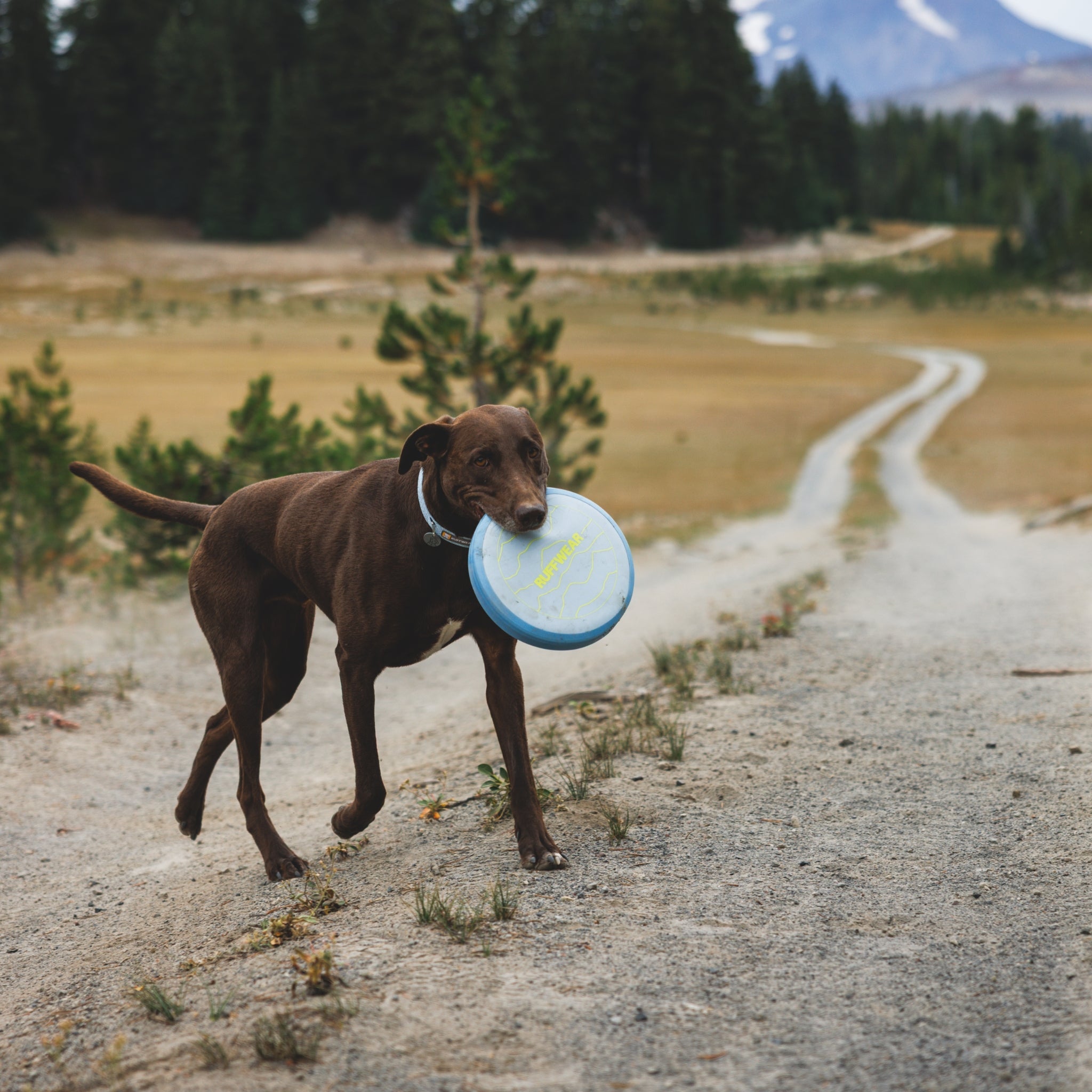 Ruffwear Camp Flyer – Premium Frisbee für Hunde, schwimmfähig, weich & robust für Apportier - Abenteuer am Wasser & Land - Woofshack