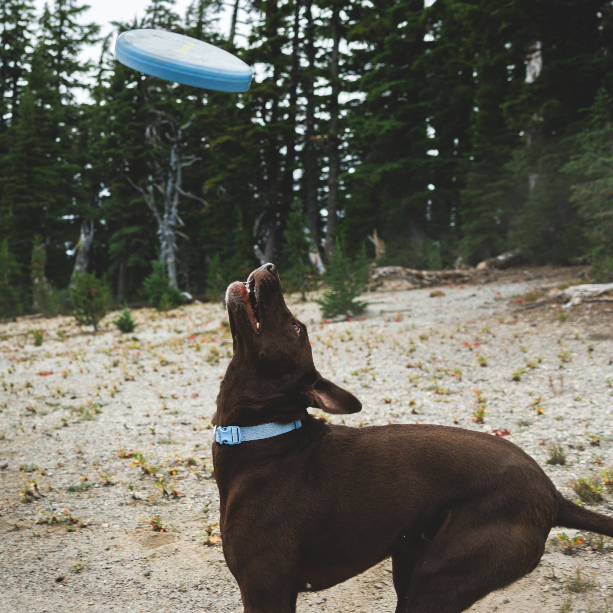 Ruffwear Camp Flyer – Premium Frisbee für Hunde, schwimmfähig, weich & robust für Apportier - Abenteuer am Wasser & Land - Woofshack