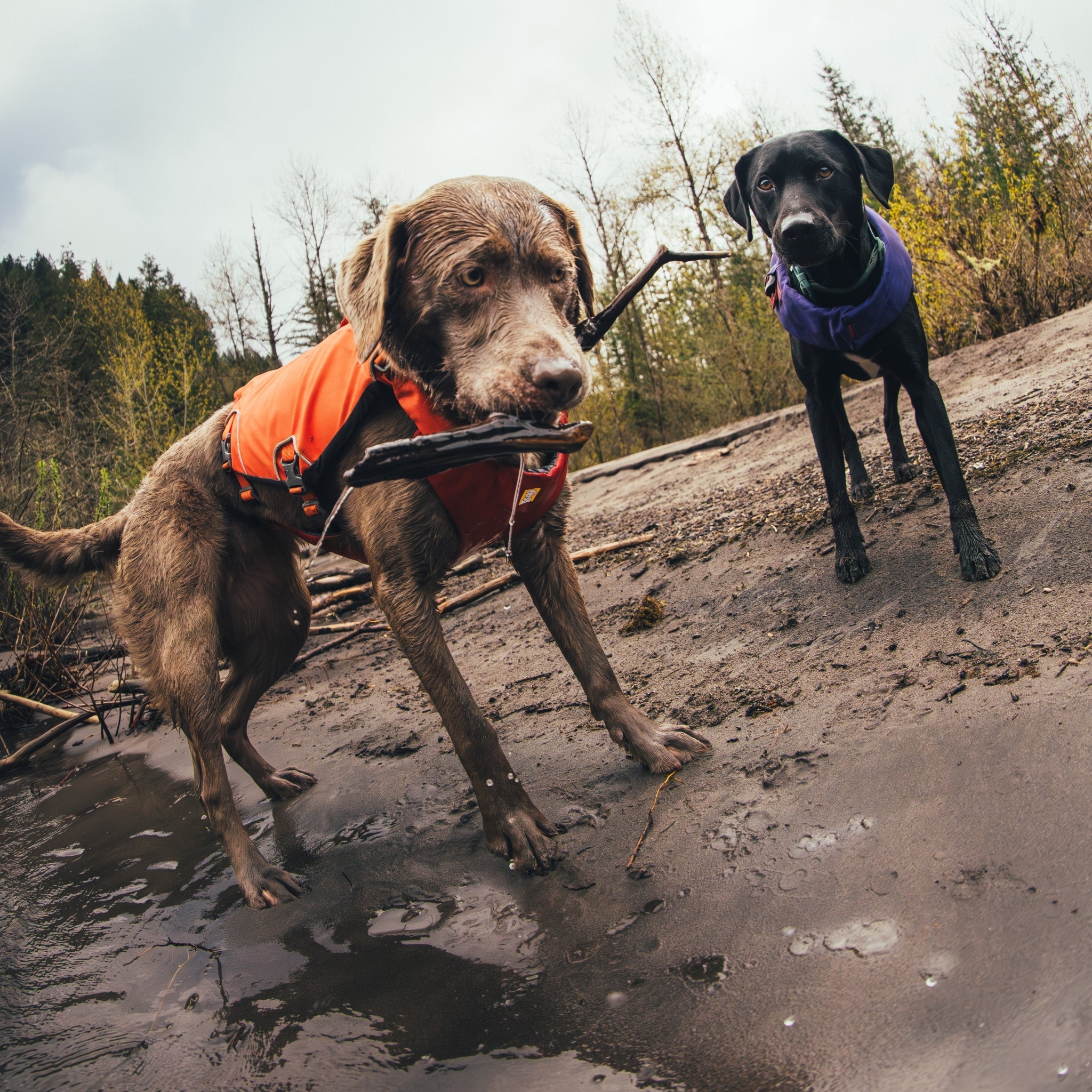 Ruffwear Confluence Schwimmweste – Sicherheit & Auftrieb für Wasserabenteuer mit deinem Hund - Woofshack