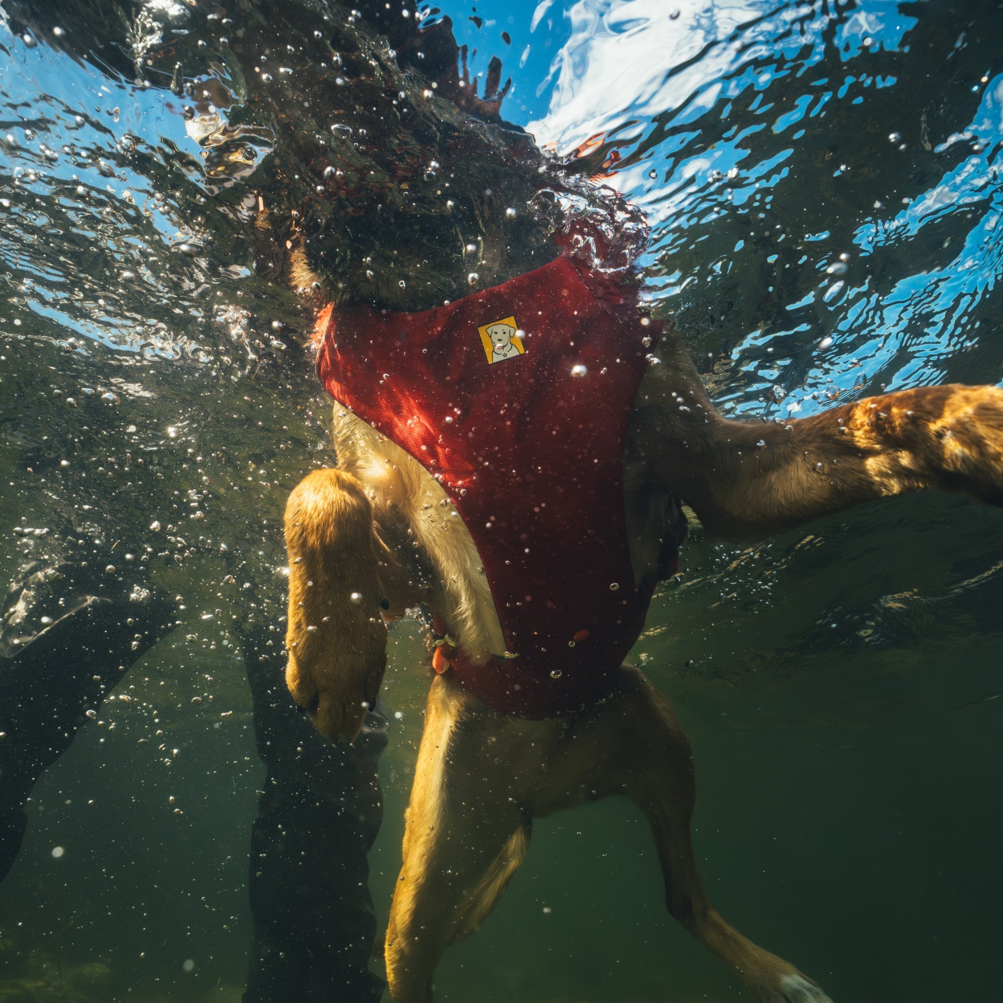 Ruffwear Confluence Schwimmweste – Sicherheit & Auftrieb für Wasserabenteuer mit deinem Hund - Woofshack