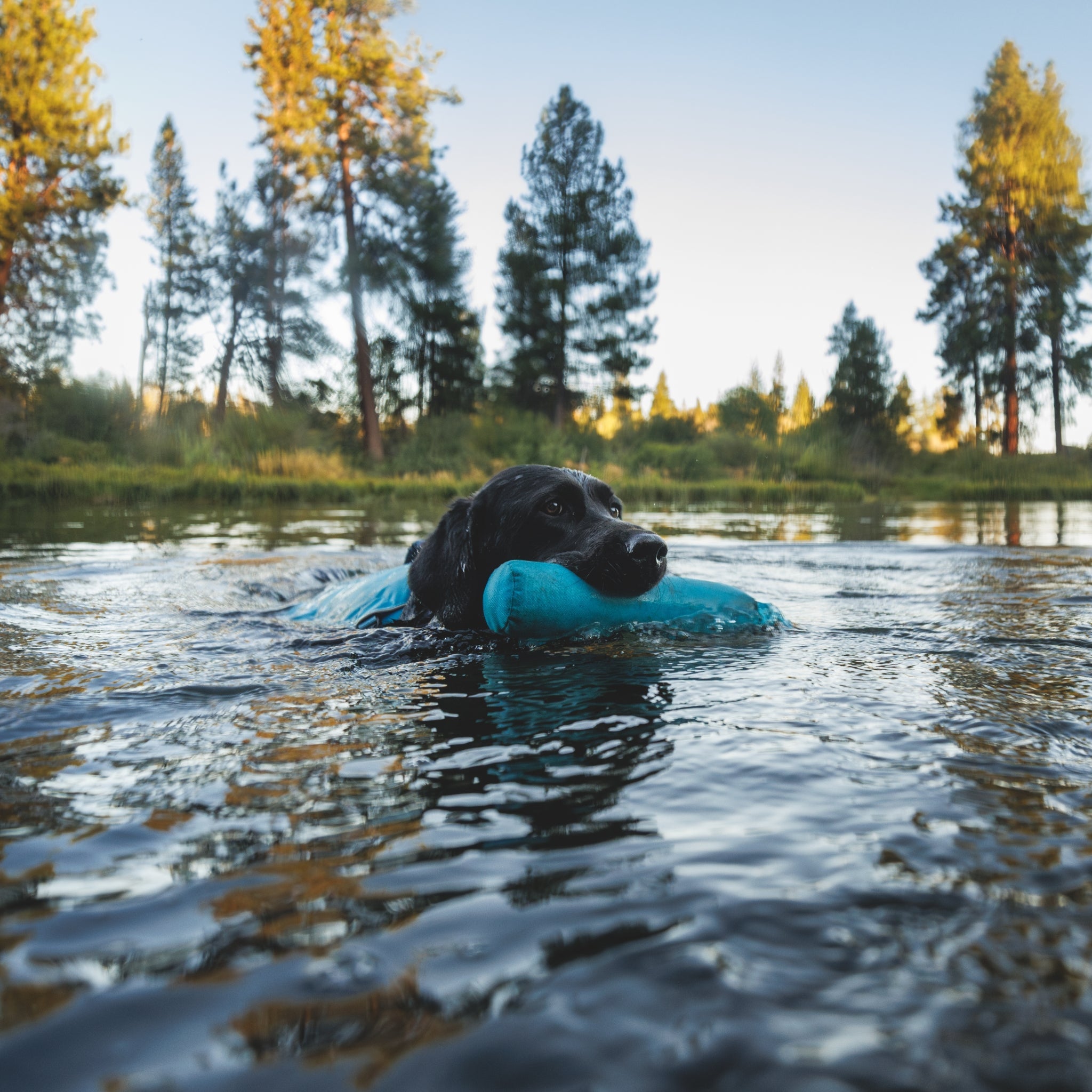Ruffwear Confluence Schwimmweste – Sicherheit & Auftrieb für Wasserabenteuer mit deinem Hund - Woofshack