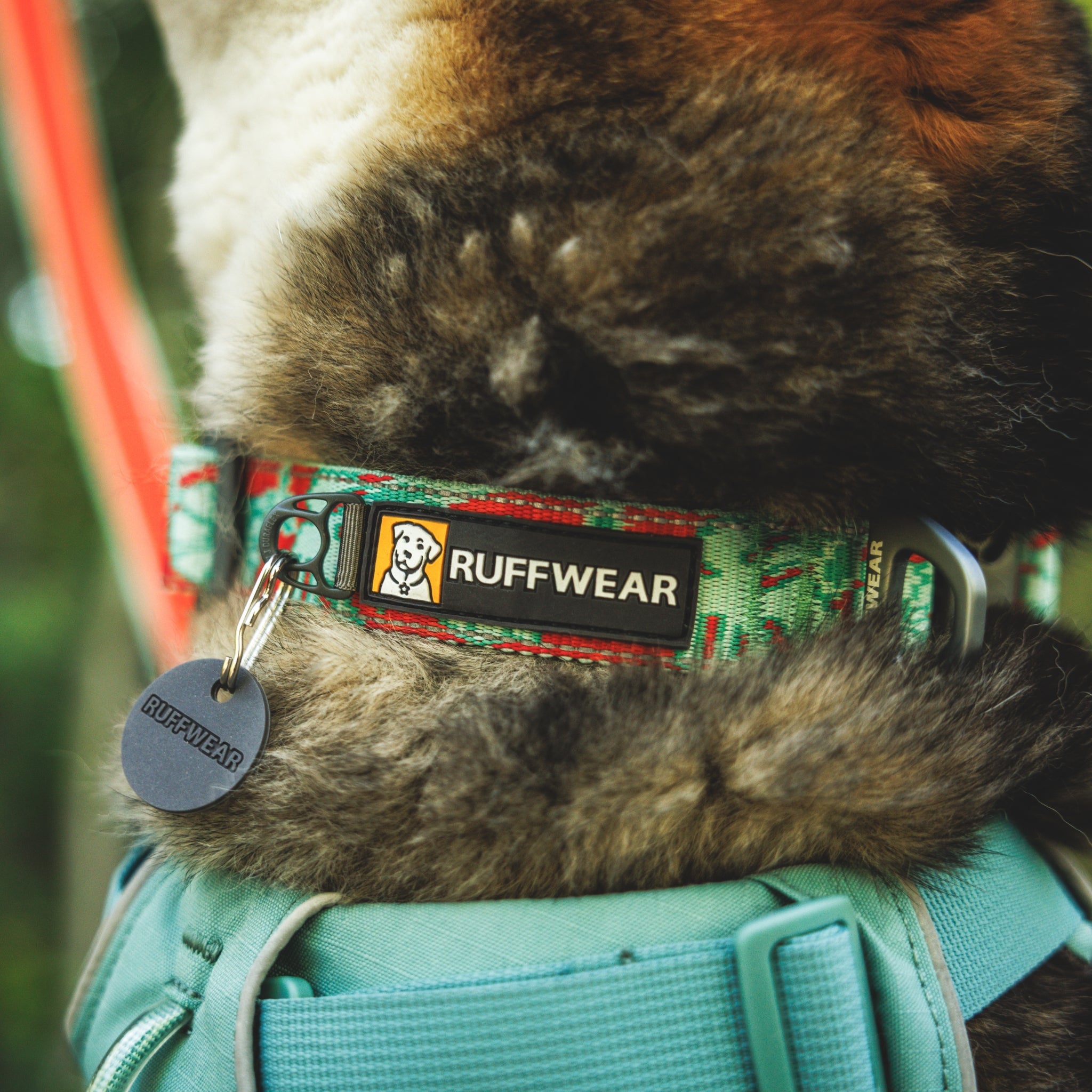 Ruffwear Crag Collar – Robustes Outdoor-Hundehalsband für Wandern, Klettern & Abenteuer | Wetterfest & Strapazierfähig - Woofshack