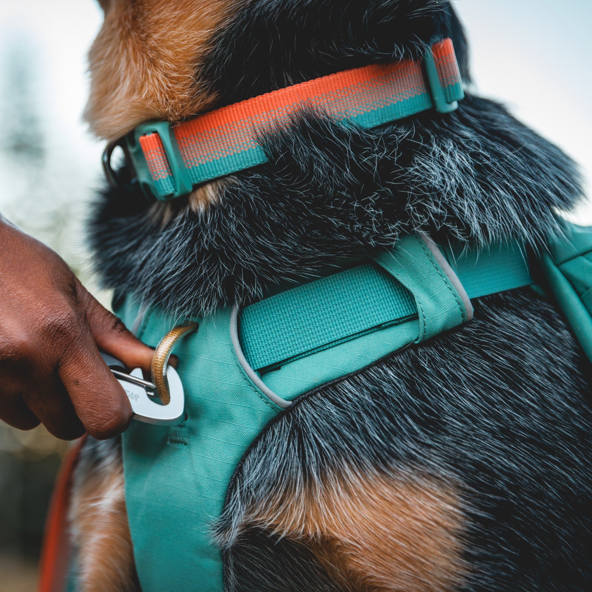 Ruffwear Front Range Collar – Verstellbares Premium-Hundehalsband für aktive Hunde mit gepolstertem Komfort und robuster Verarbeitung