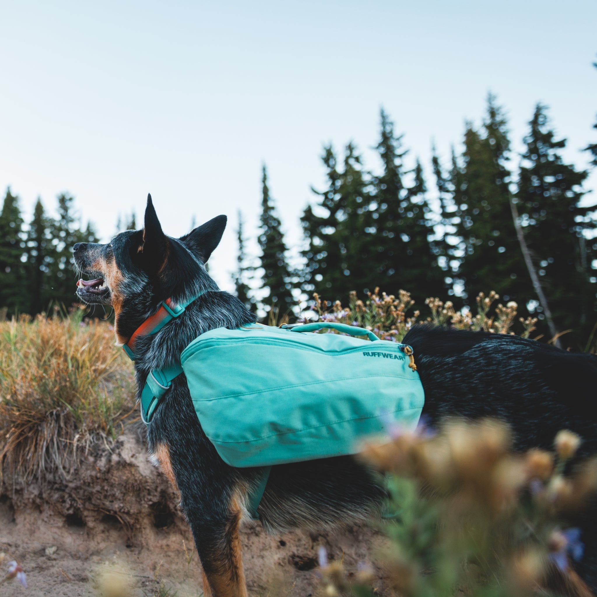 Ruffwear Front Range Day Pack – Hundegeschirr mit Packtaschen für Wanderungen & Outdoor - Abenteuer - Woofshack